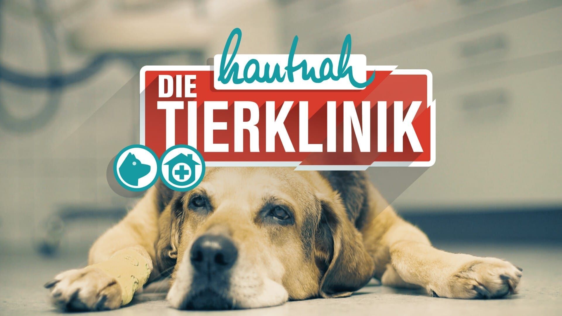 Hautnah: Die Tierklinik