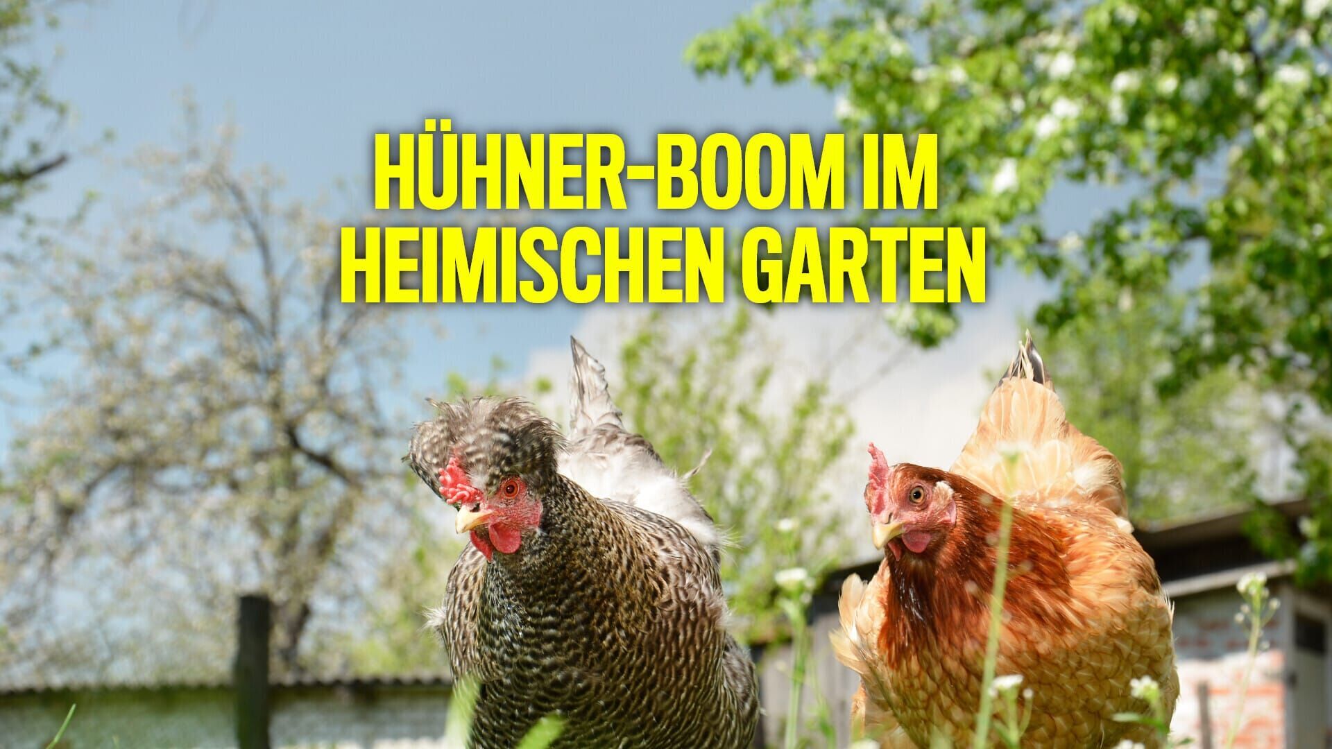 Hühner-Boom im heimischen Garten