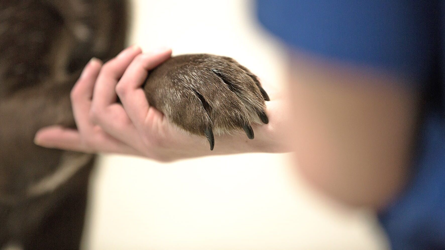 Hautnah: Die Tierklinik