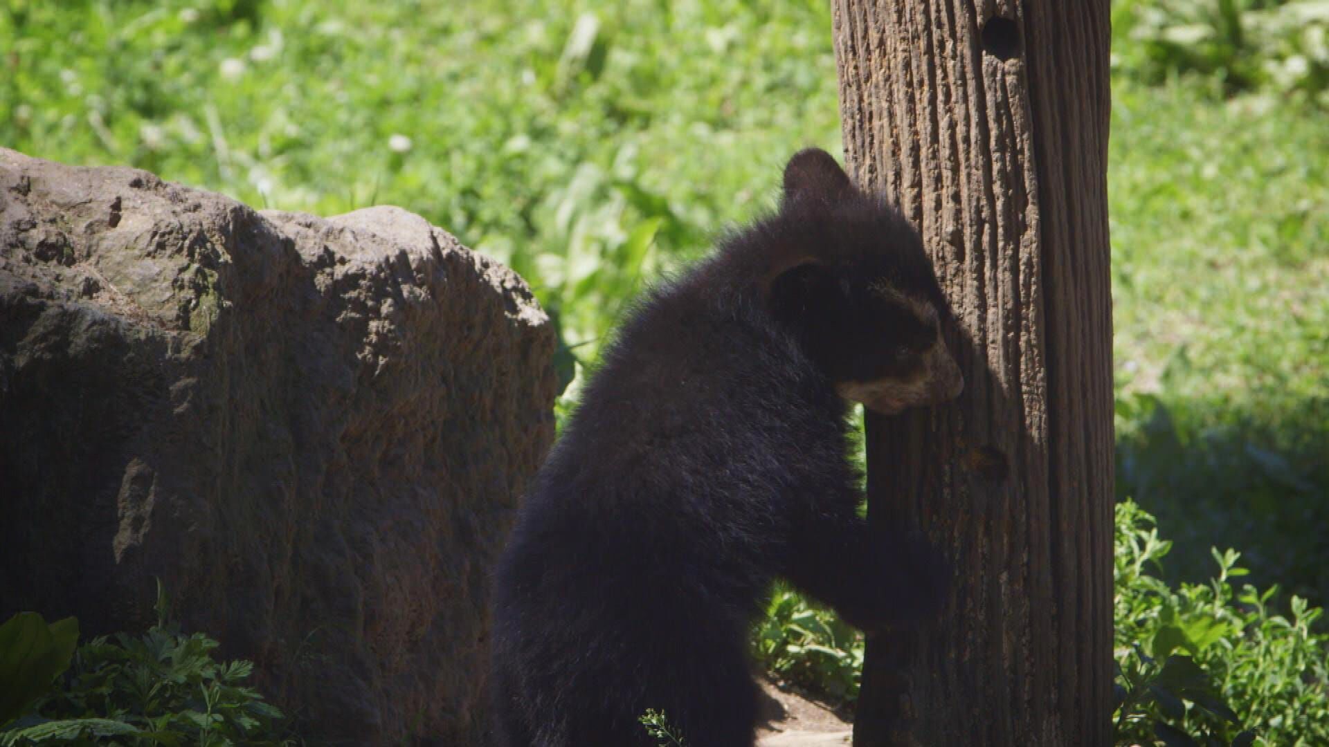 Bronx Zoo – Tierpark der Superlative