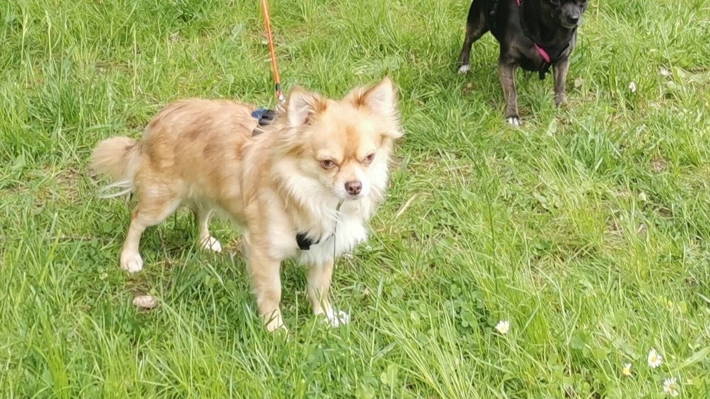 Der Hundeprofi – Rütters Team