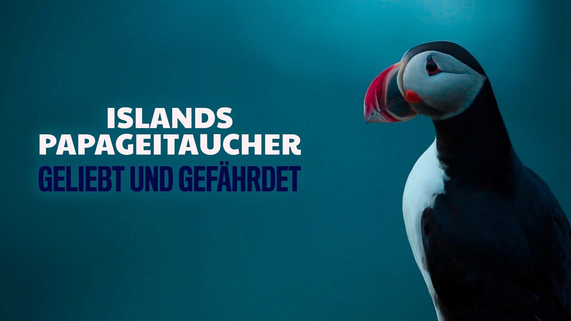 Islands Papageitaucher – Geliebt und gefährdet