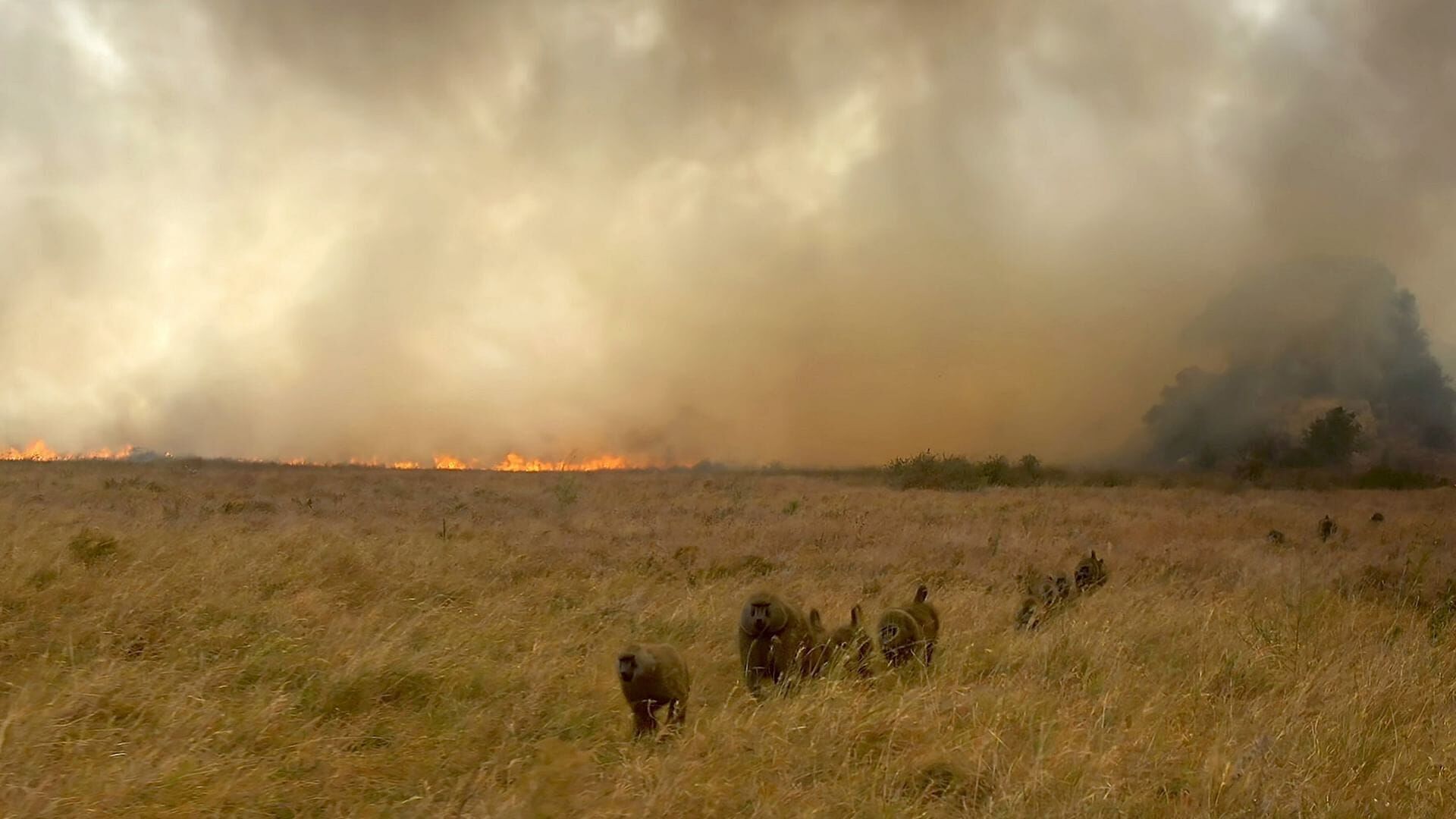 Serengeti – Wilde Geschichten aus der Savanne