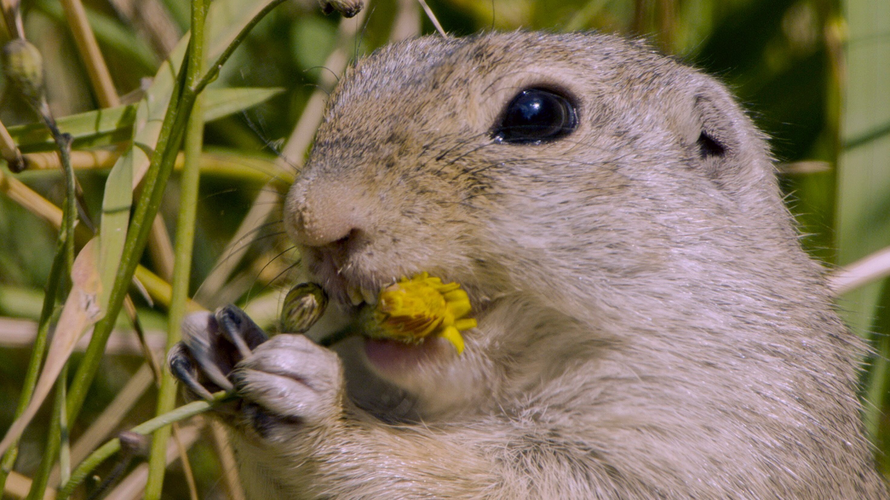 Tierische Heimkehrer