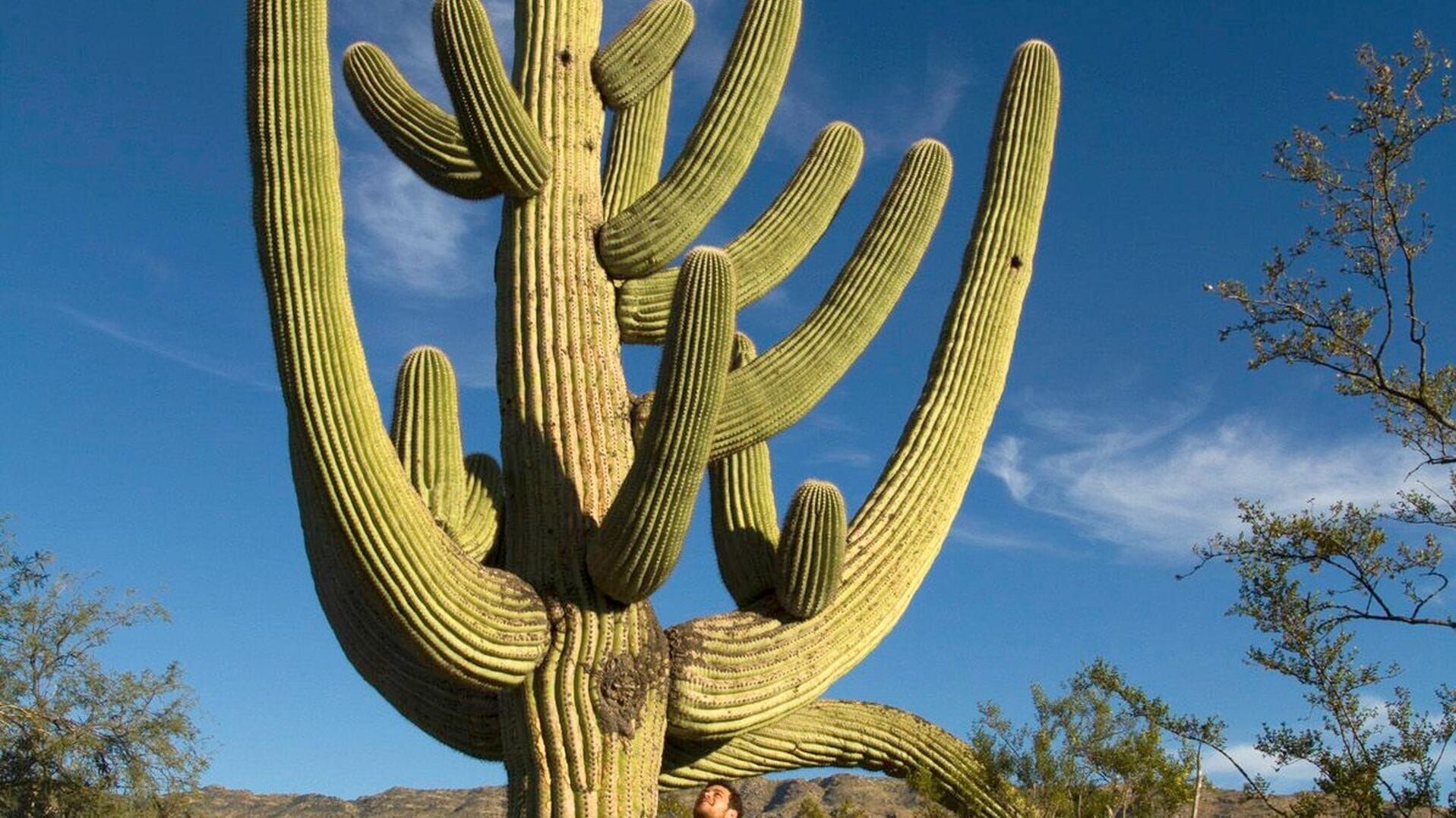 Amerikas Naturwunder: Die Saguarowüste