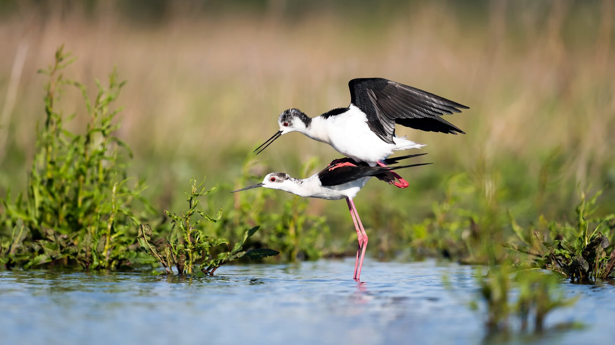 Vielfältige Vogelwelt Österreich