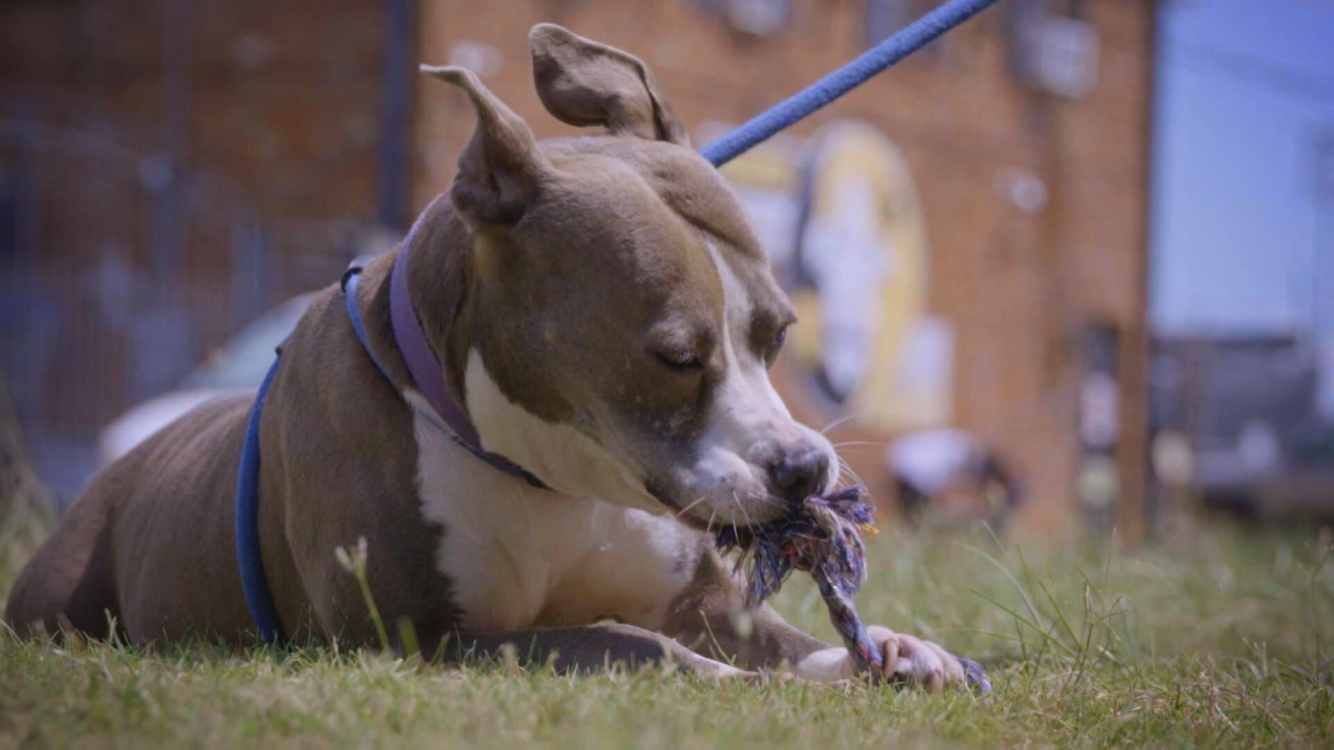 Pitbulls auf Bewährung