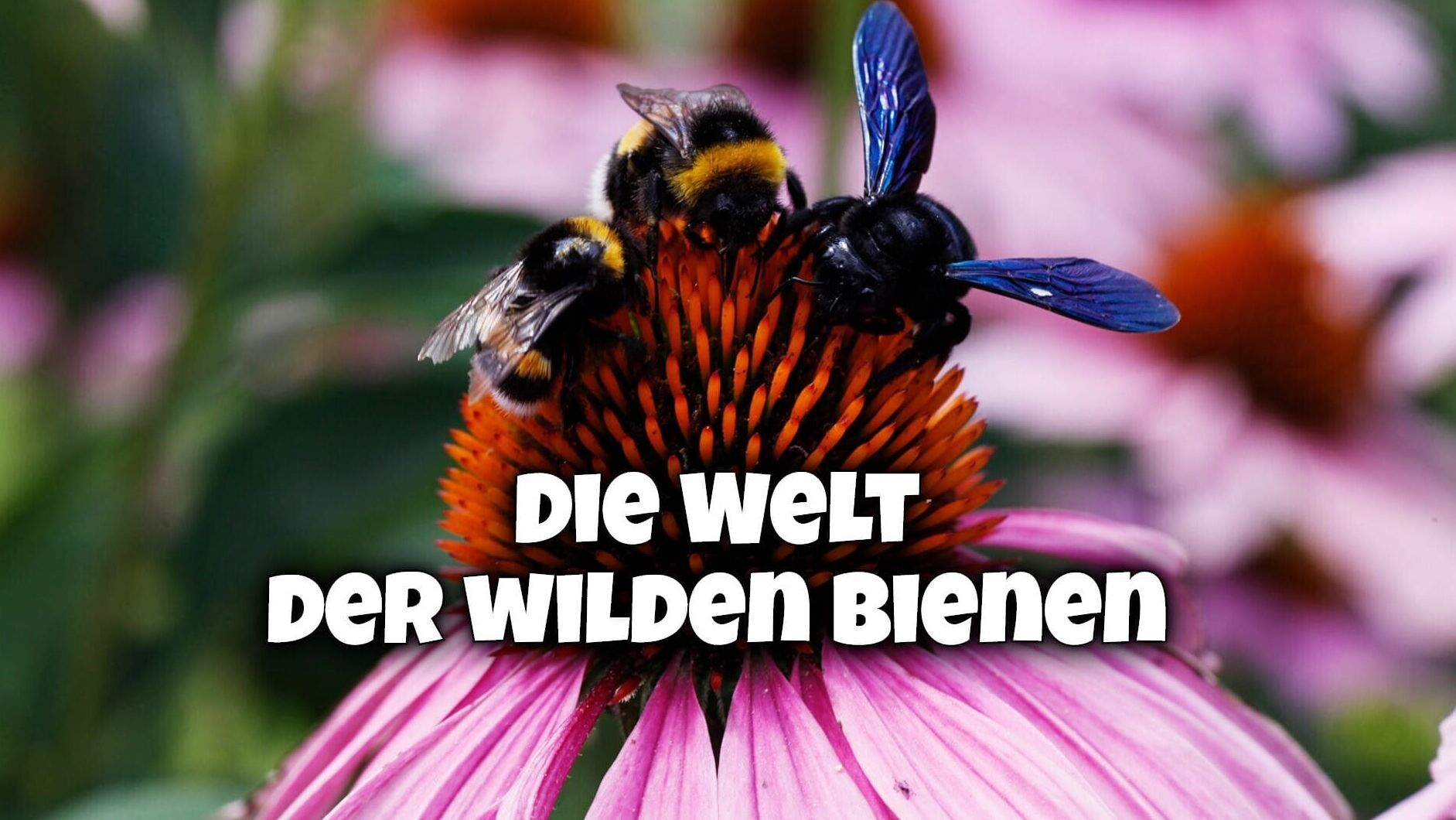 Die Welt der wilden Bienen