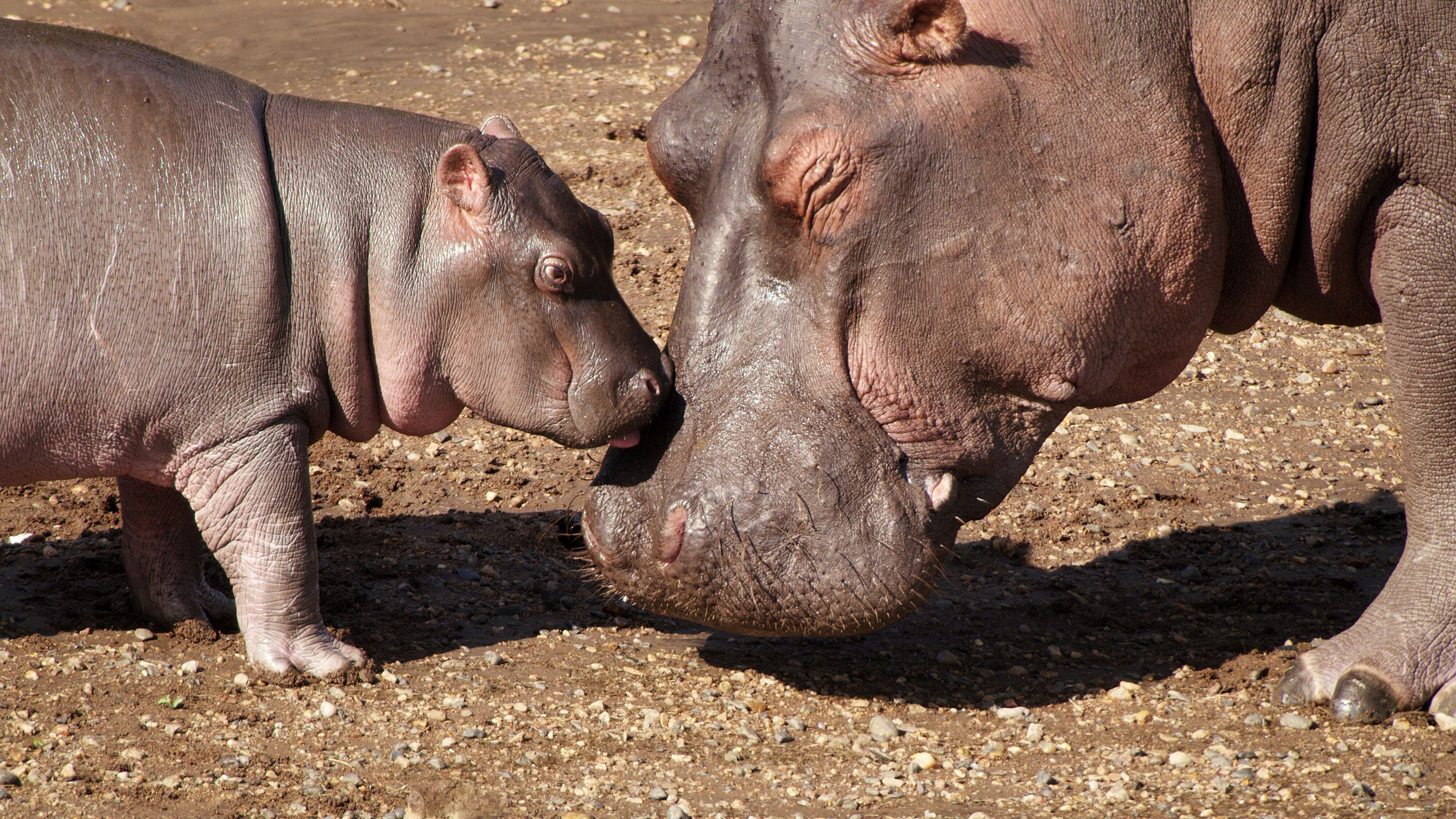 Serengeti – Wilde Geschichten aus der Savanne