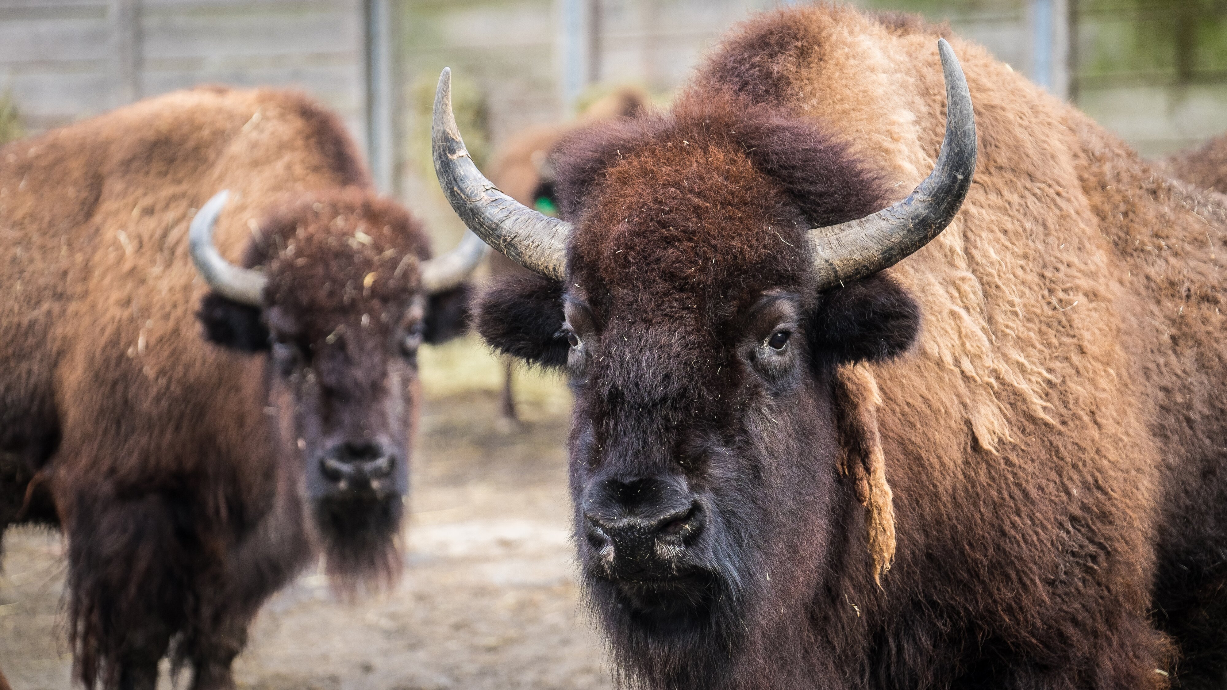 Bronx Zoo – Tierpark der Superlative