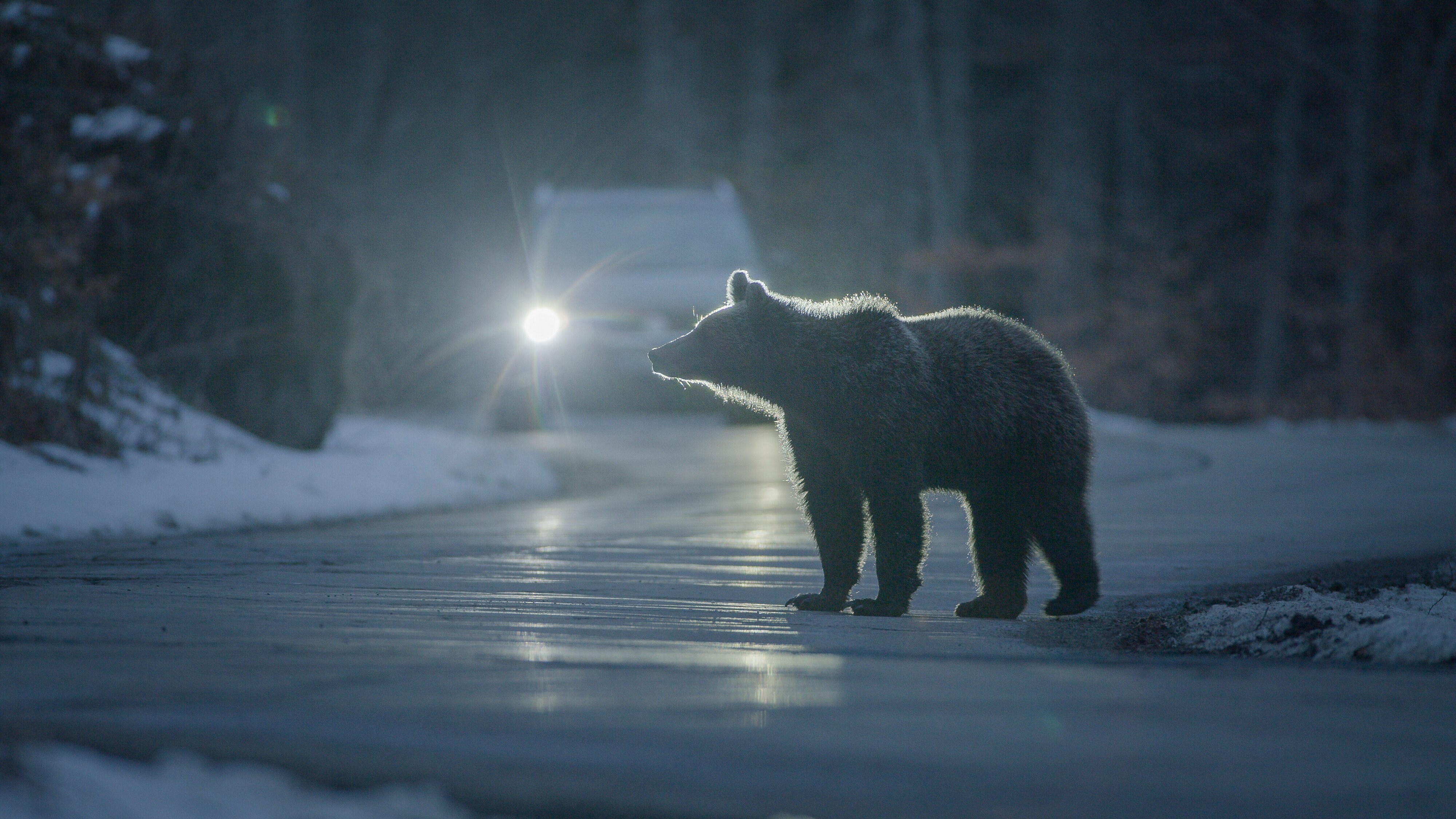 Erlebnis Erde: Bärenalarm in Transsilvanien