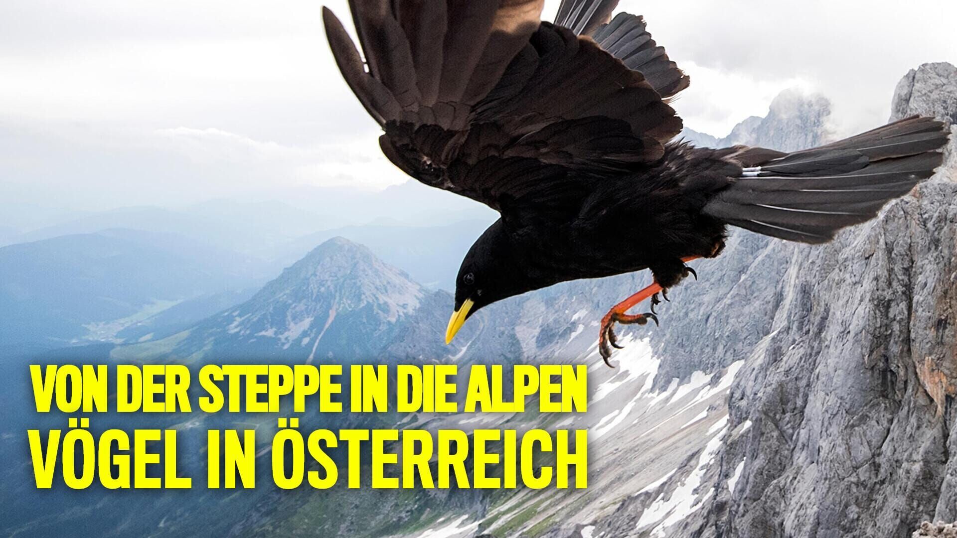 Faszination Vogelbeobachtung