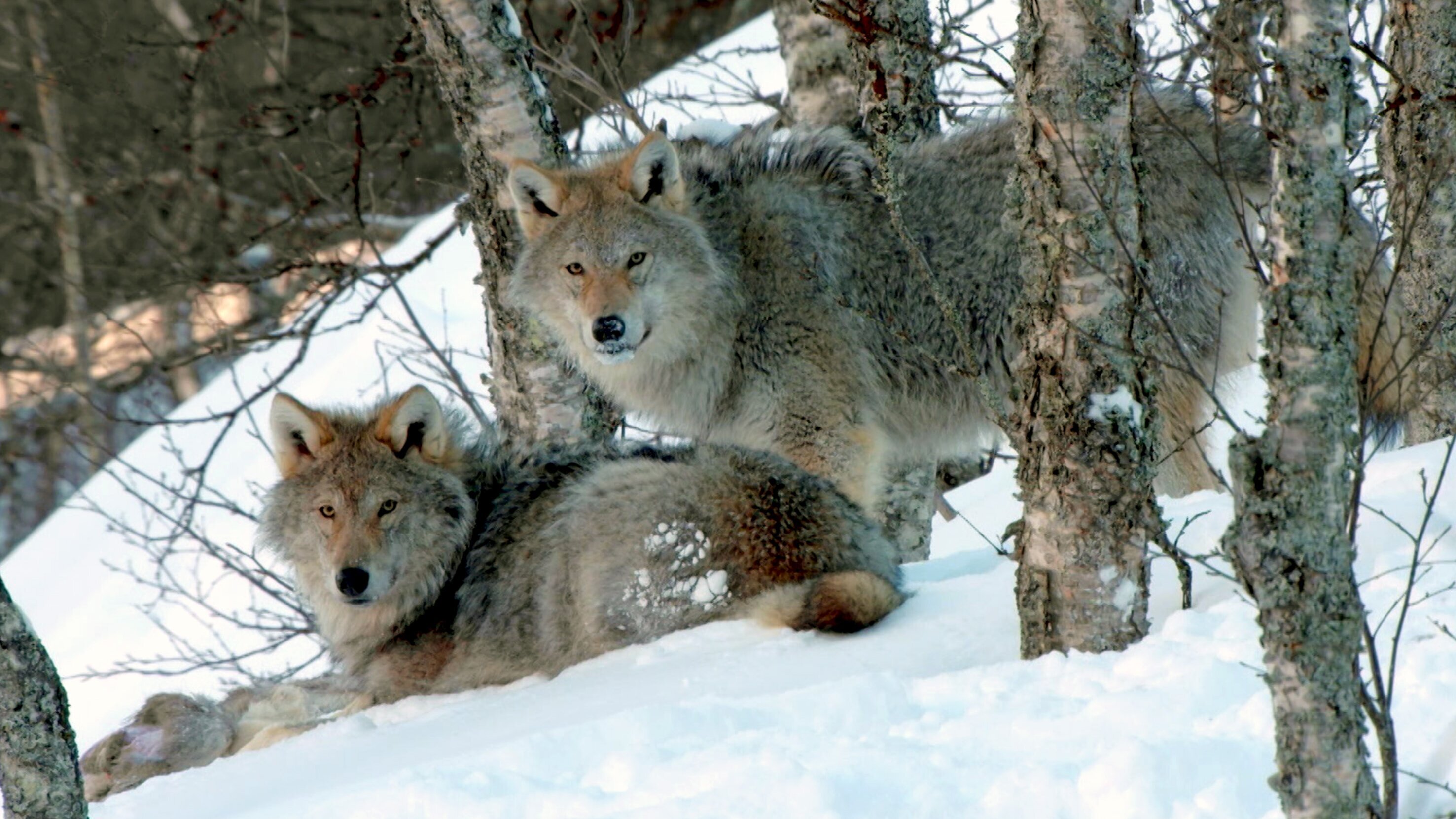 Die Sprache der Tiere