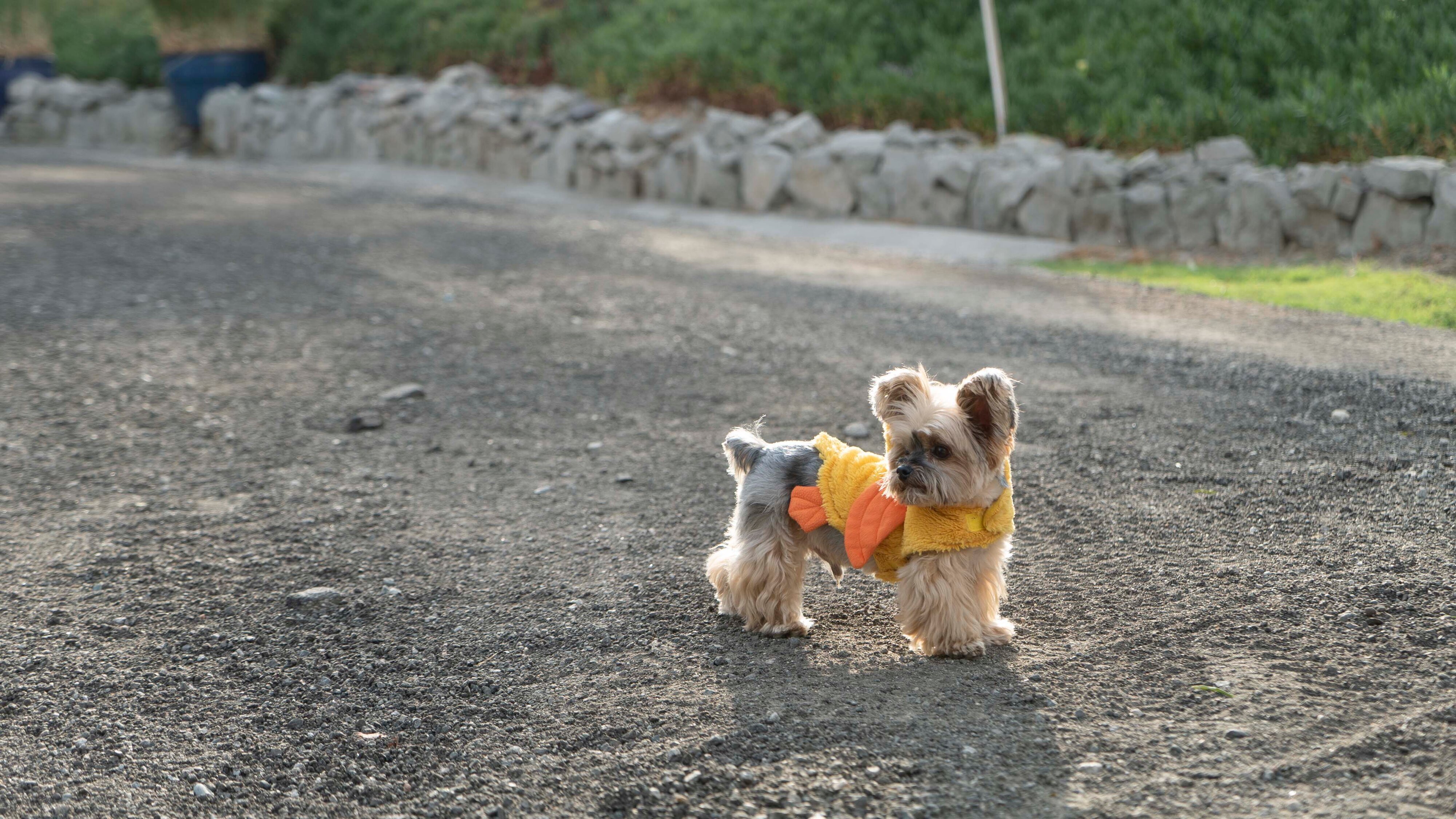 Cesar Millan: Better Human Better Dog – Bessere Menschen, bessere Hunde
