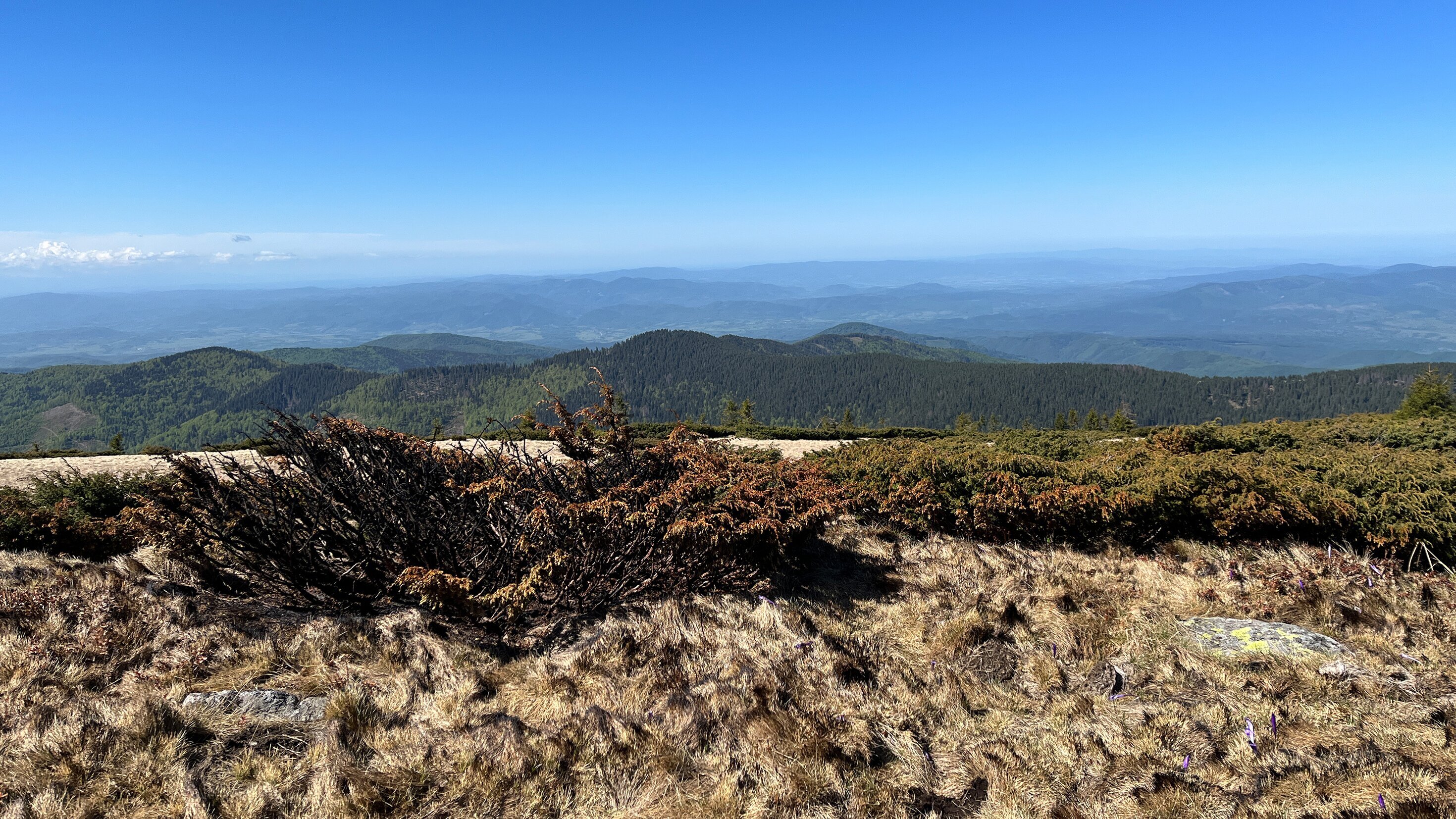 Hanseblick – Seeadler