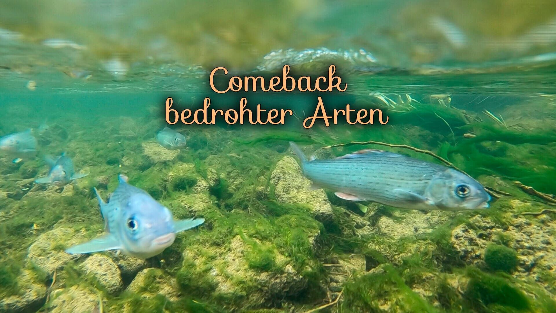 Comeback bedrohter Arten