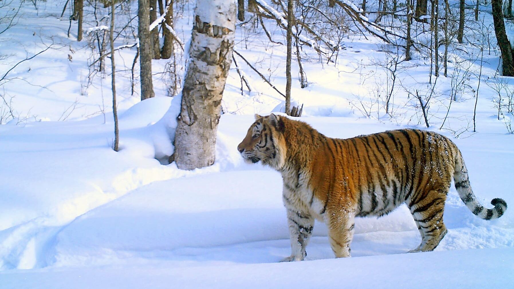 Sibirien, im Reich des Amur-Tigers