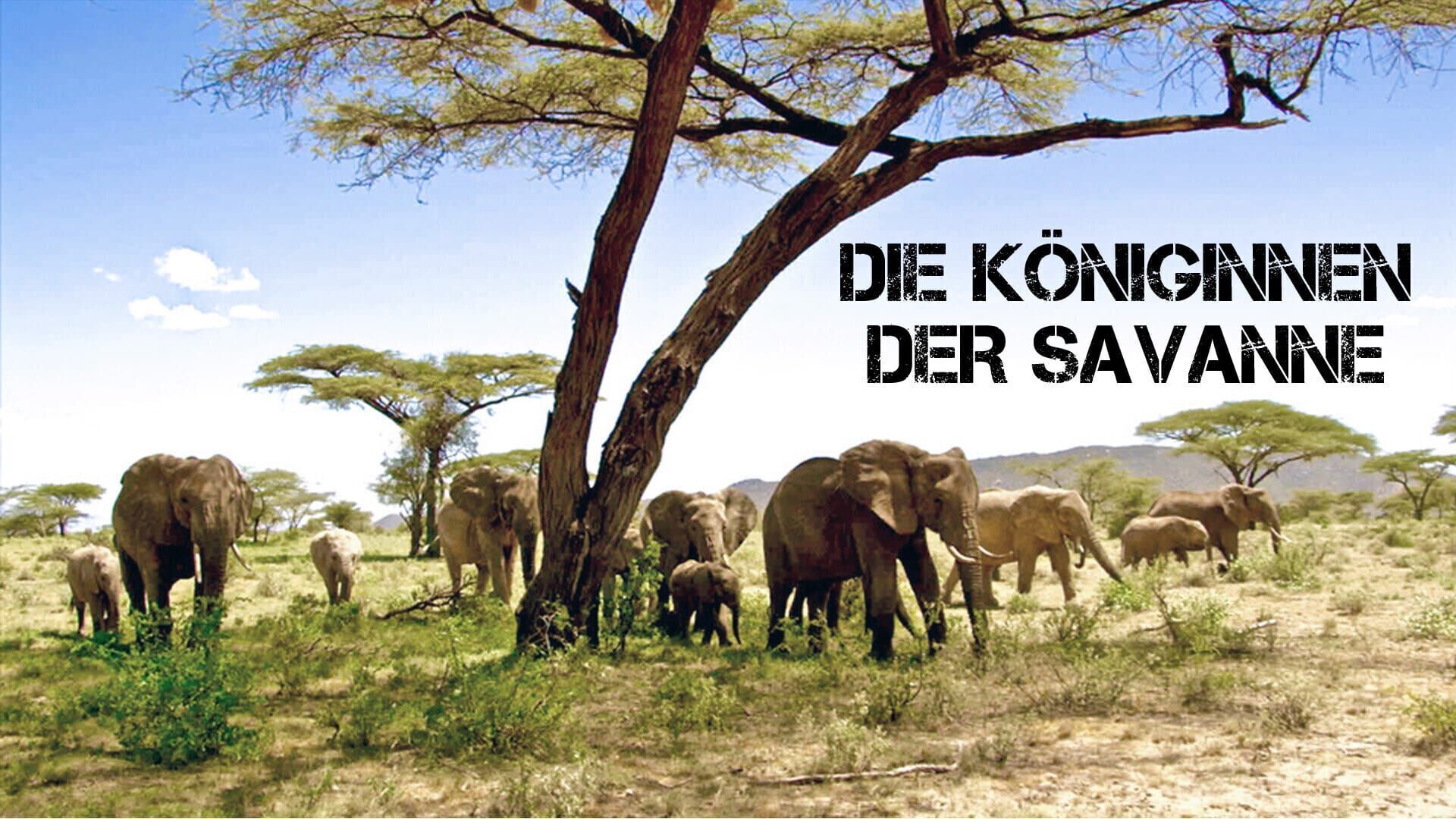 Die Königinnen der Savanne