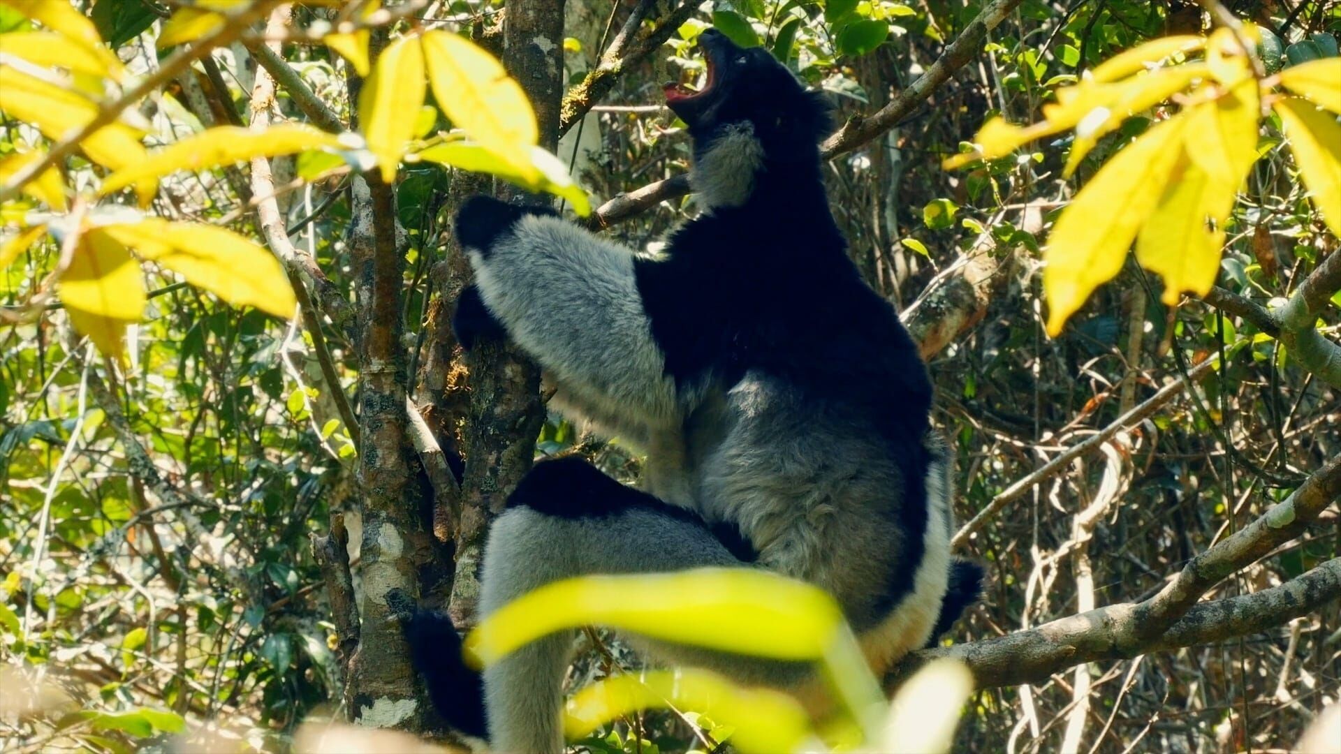 Tierische Überflieger