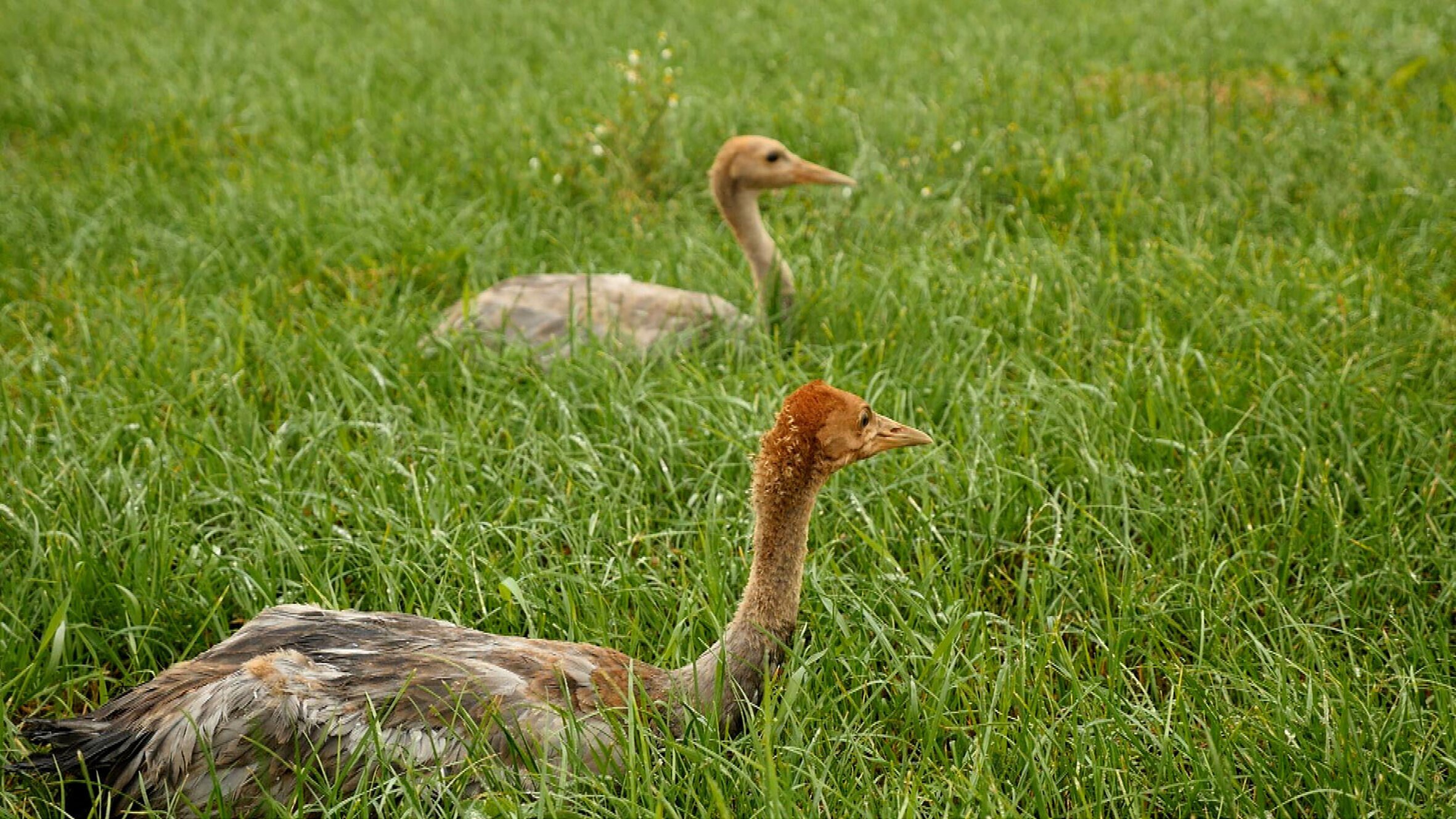 Anna und die wilden Tiere