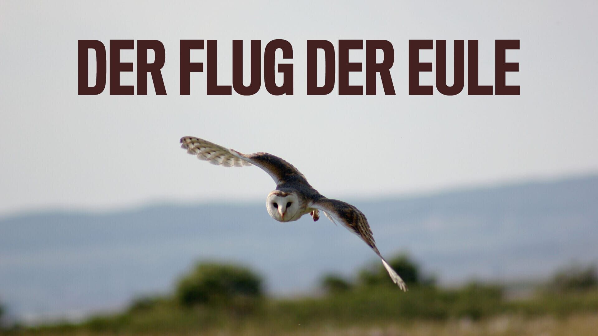 Der Flug der Eule