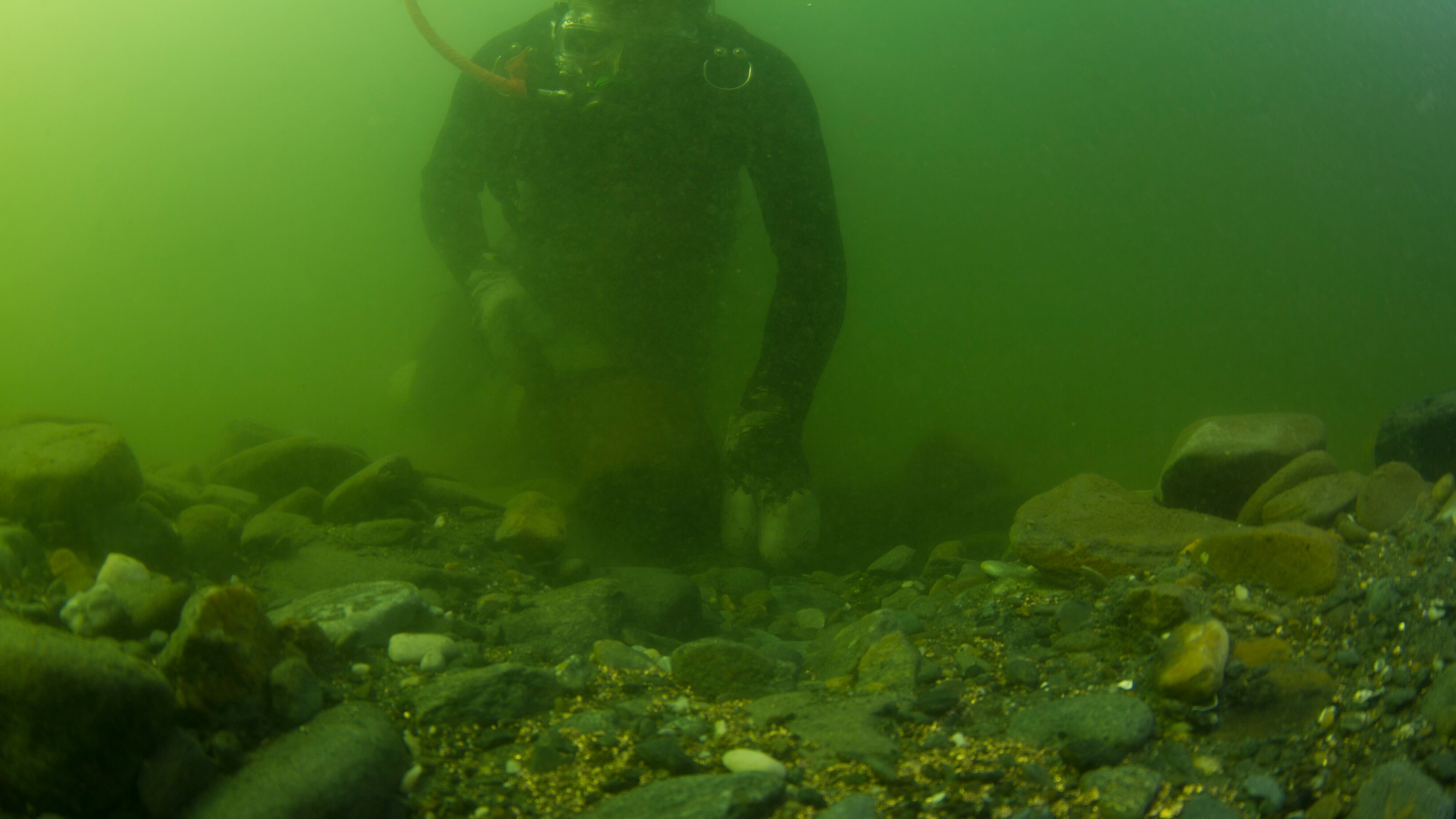 Goldtaucher der Beringsee