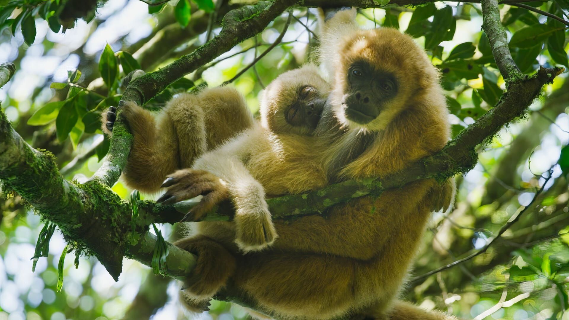 Hoffnungsträger Wald – Können Bäume das Klima retten?