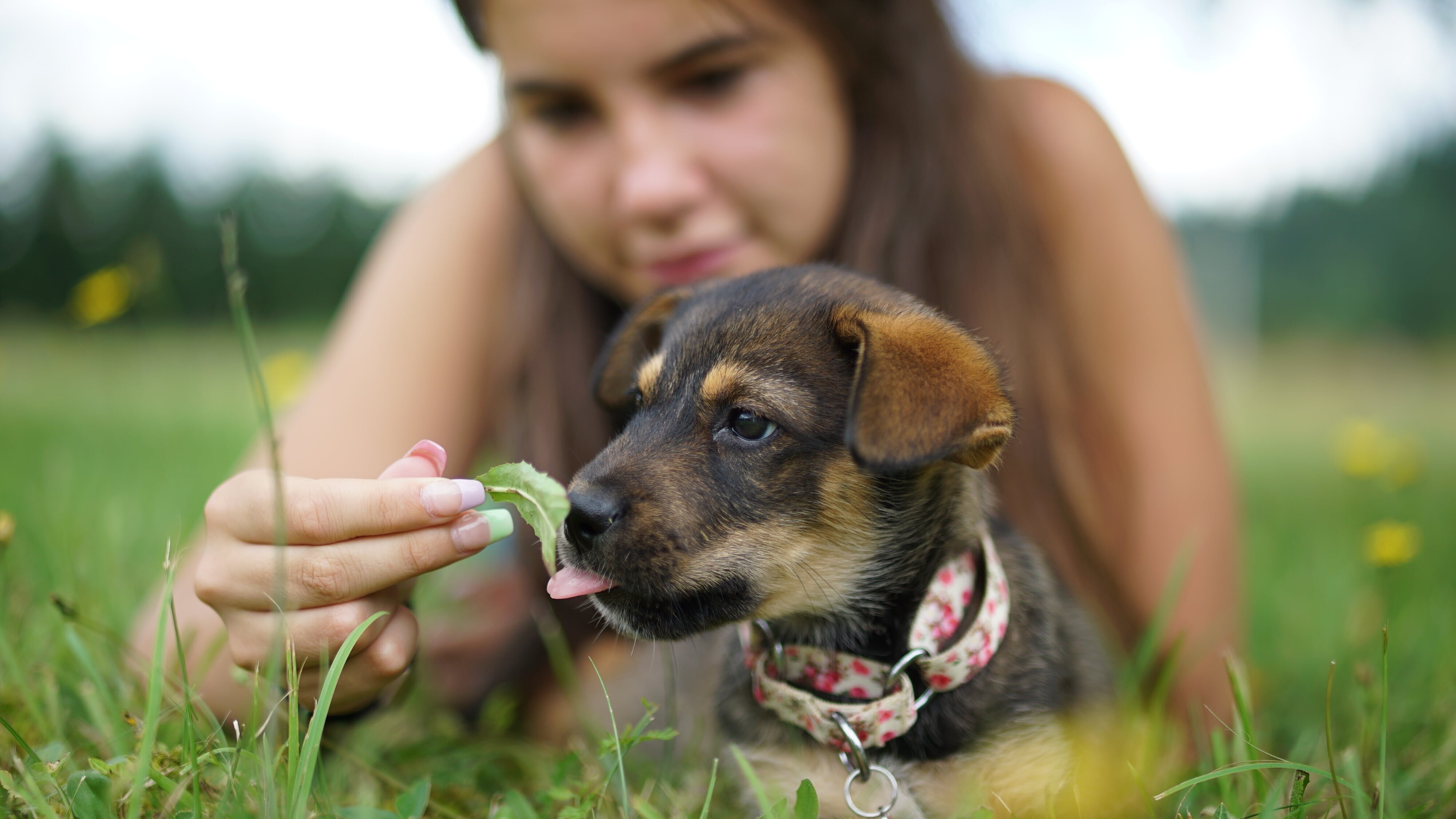 Amanda – Ein Herz für Hunde