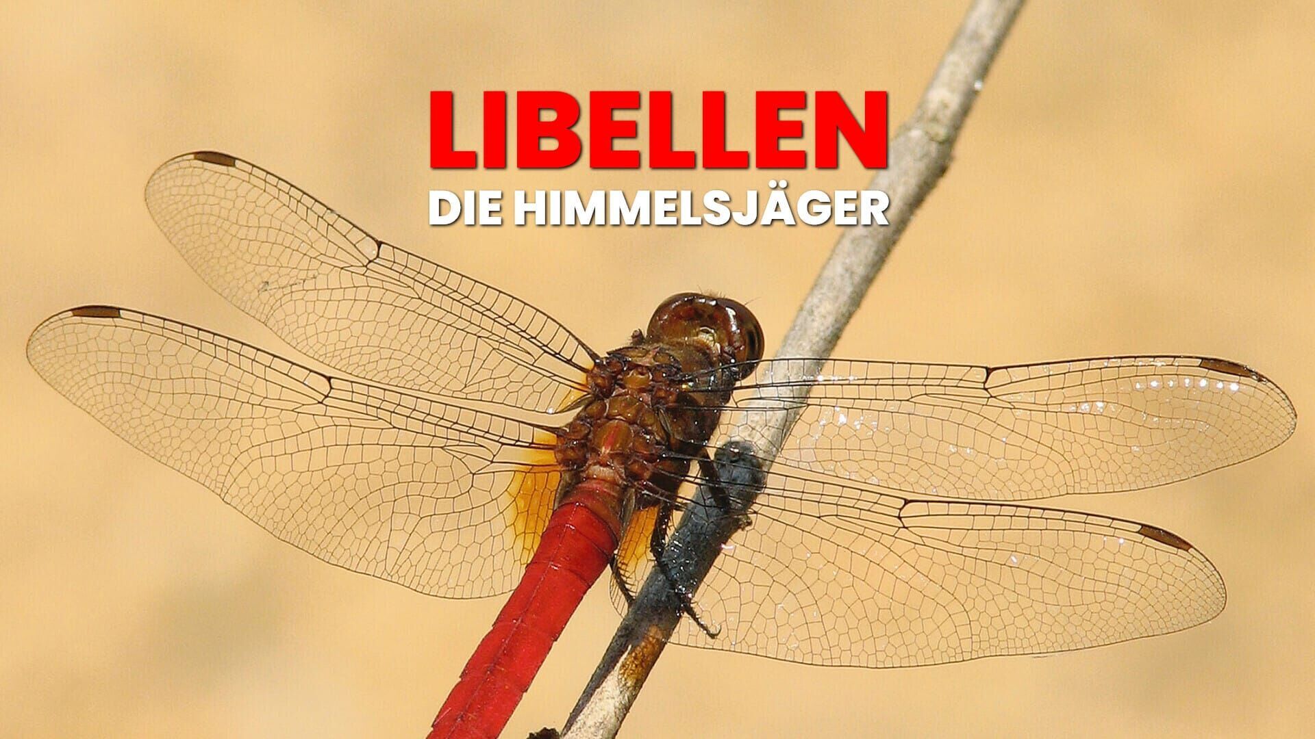 Libellen – Die Himmelsjäger