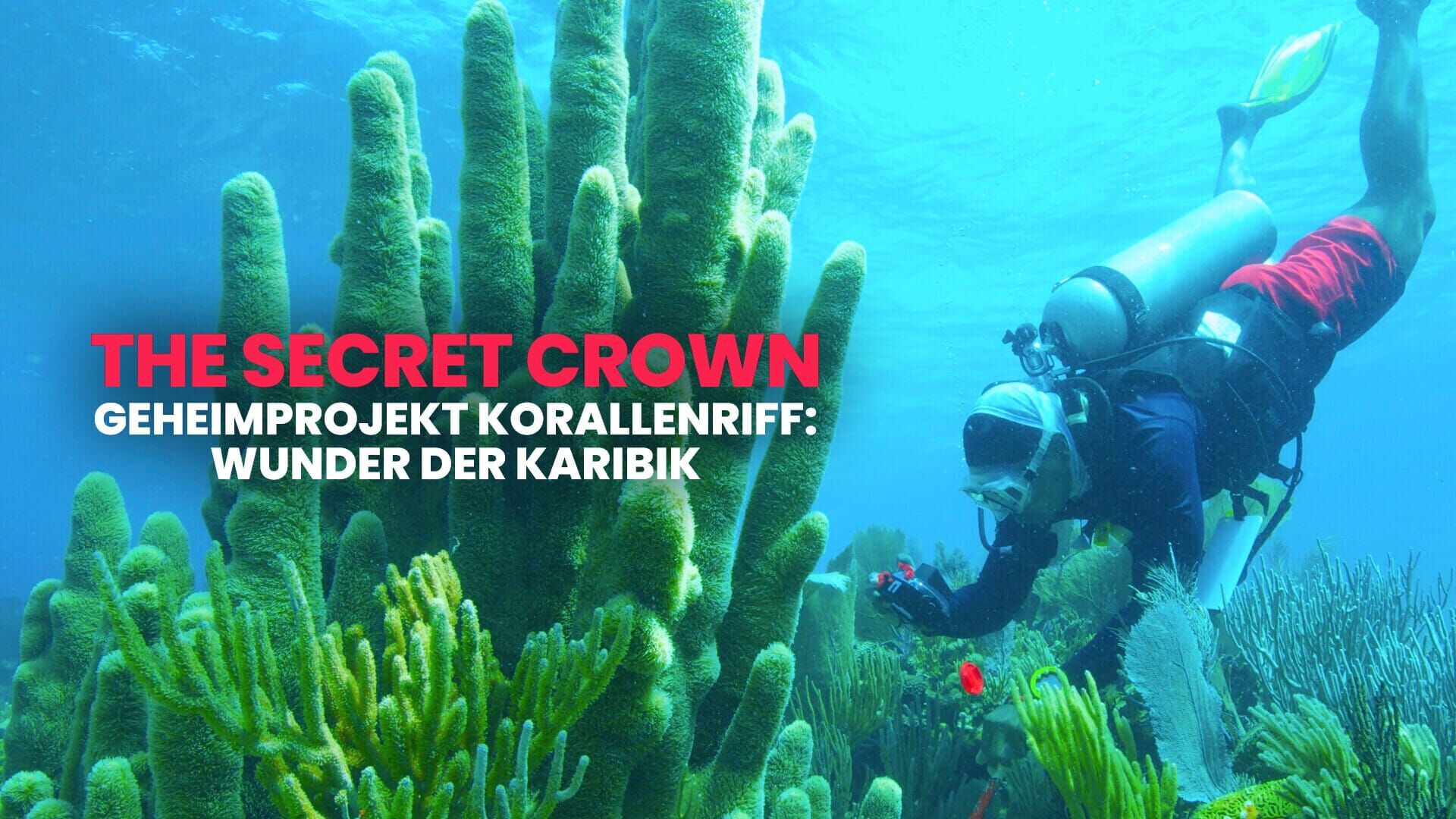 Geheimprojekt Korallenriff – Wunder der Karibik