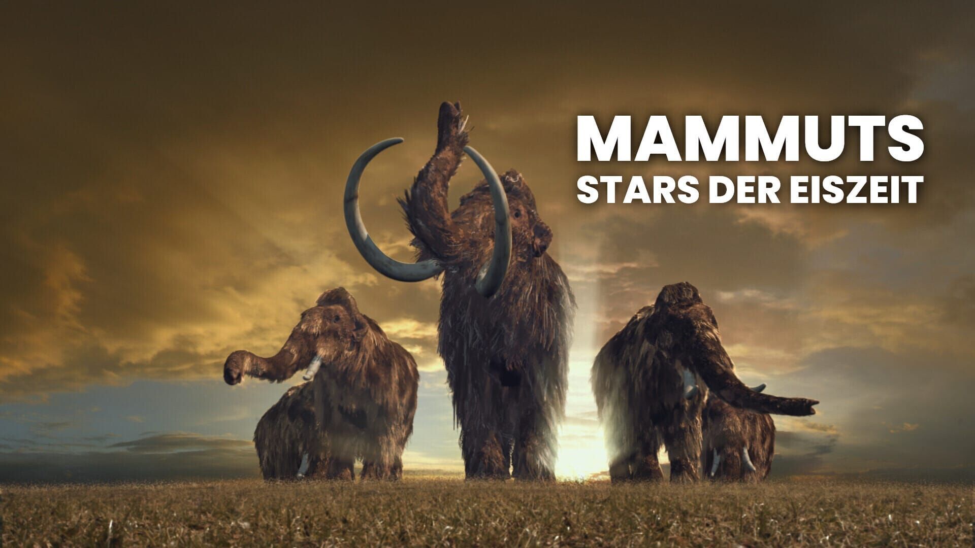 Mammuts – Stars der Eiszeit