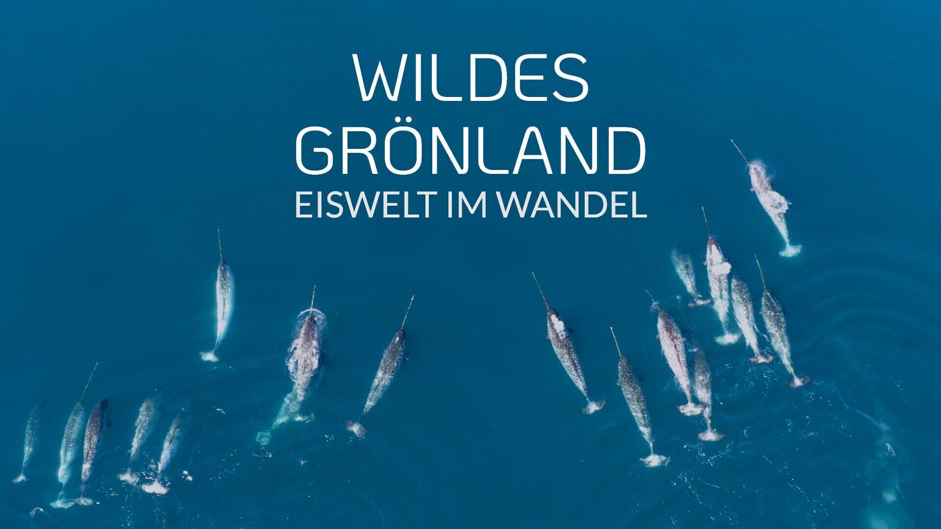 Wildes Grönland – Eiswelt im Wandel