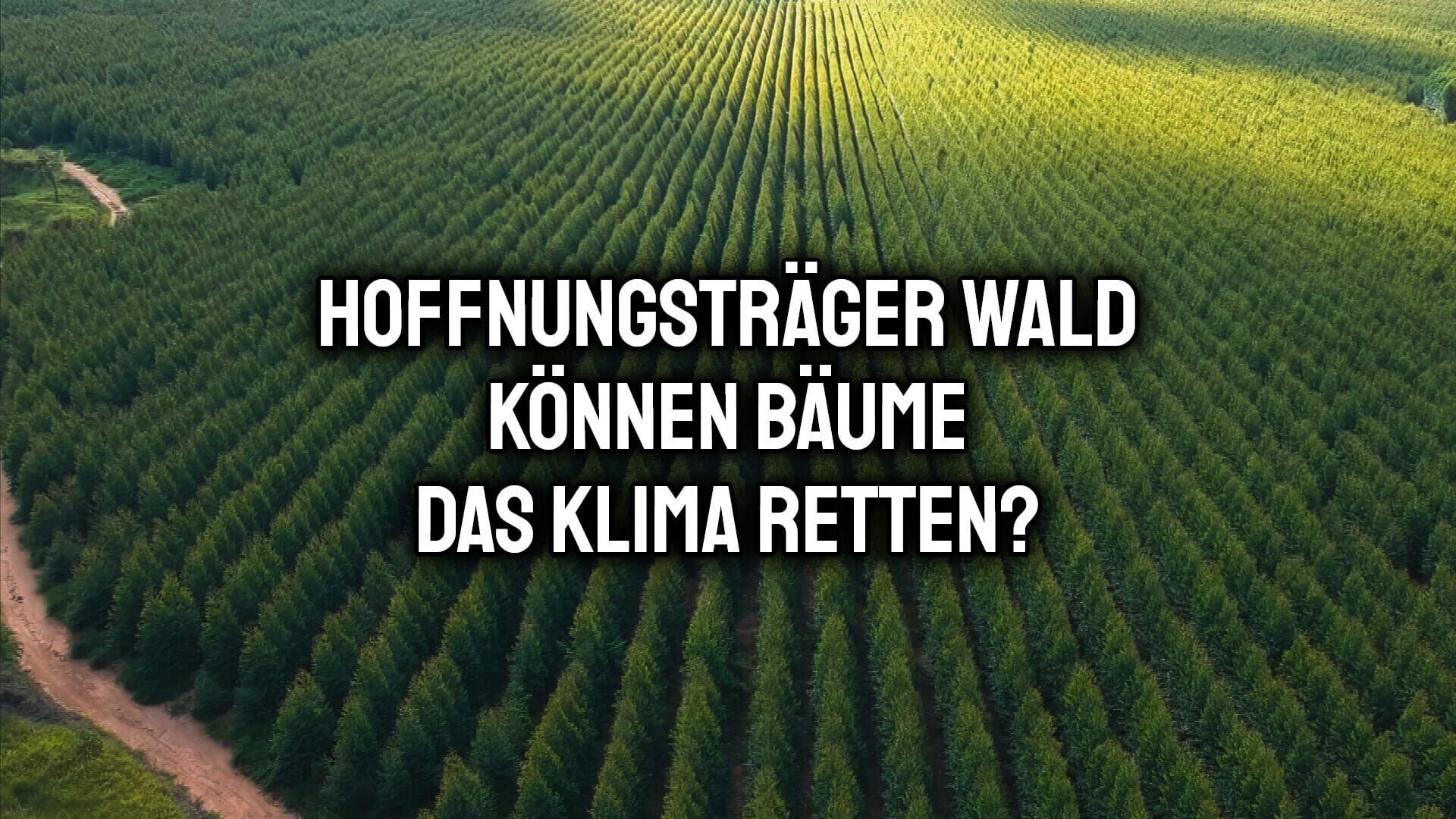 Hoffnungsträger Wald – Können Bäume das Klima retten?