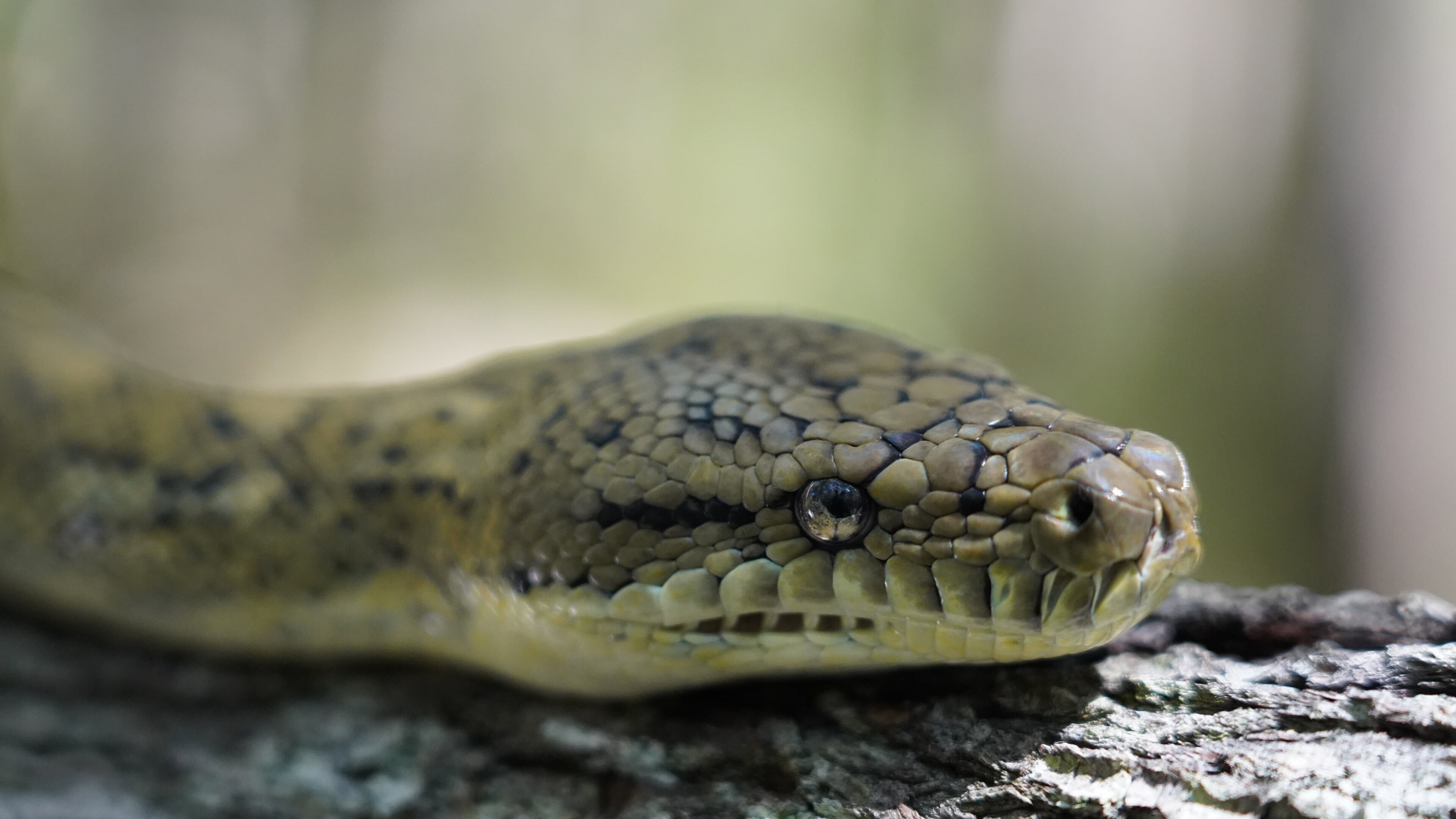 Snake Security – Schlangenalarm in Australien