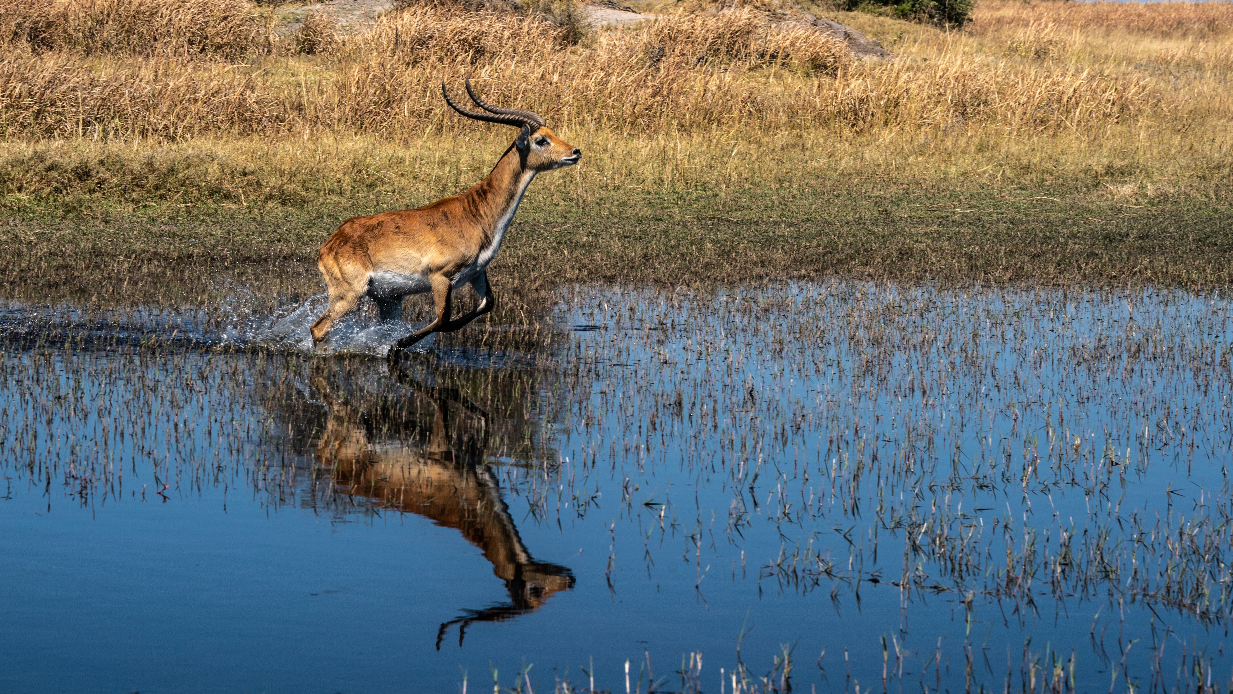 Okawango – Fluss der Träume