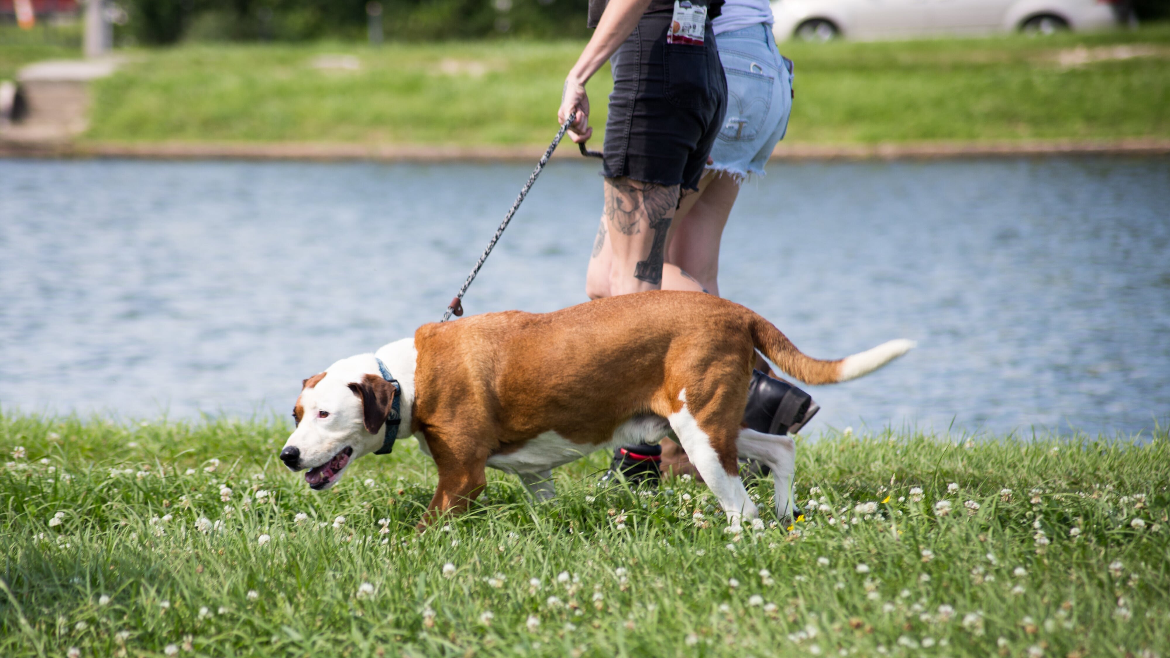 Pitbulls auf Bewährung