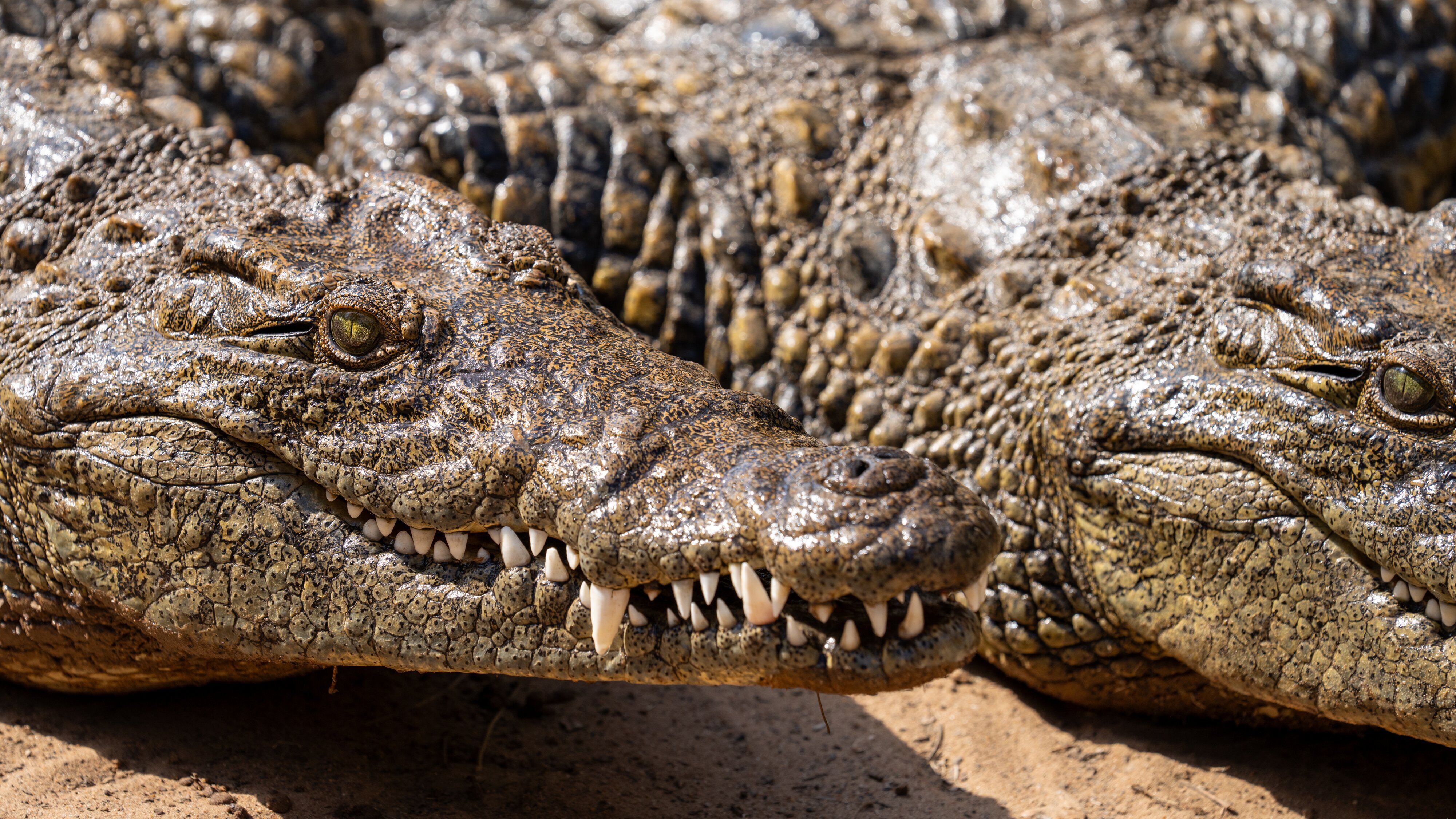 Krokodilen auf der Spur – mit Steve Backshall