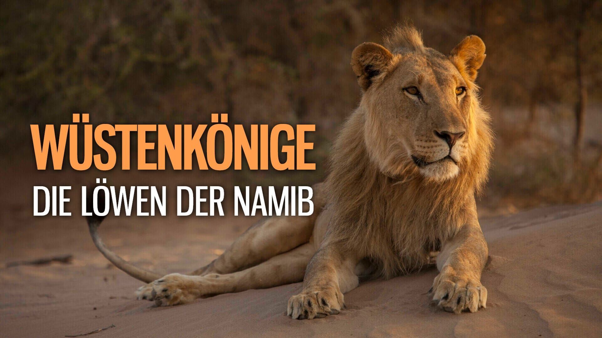 Die Wüstenlöwen der Namib – Auf den Spuren der Könige