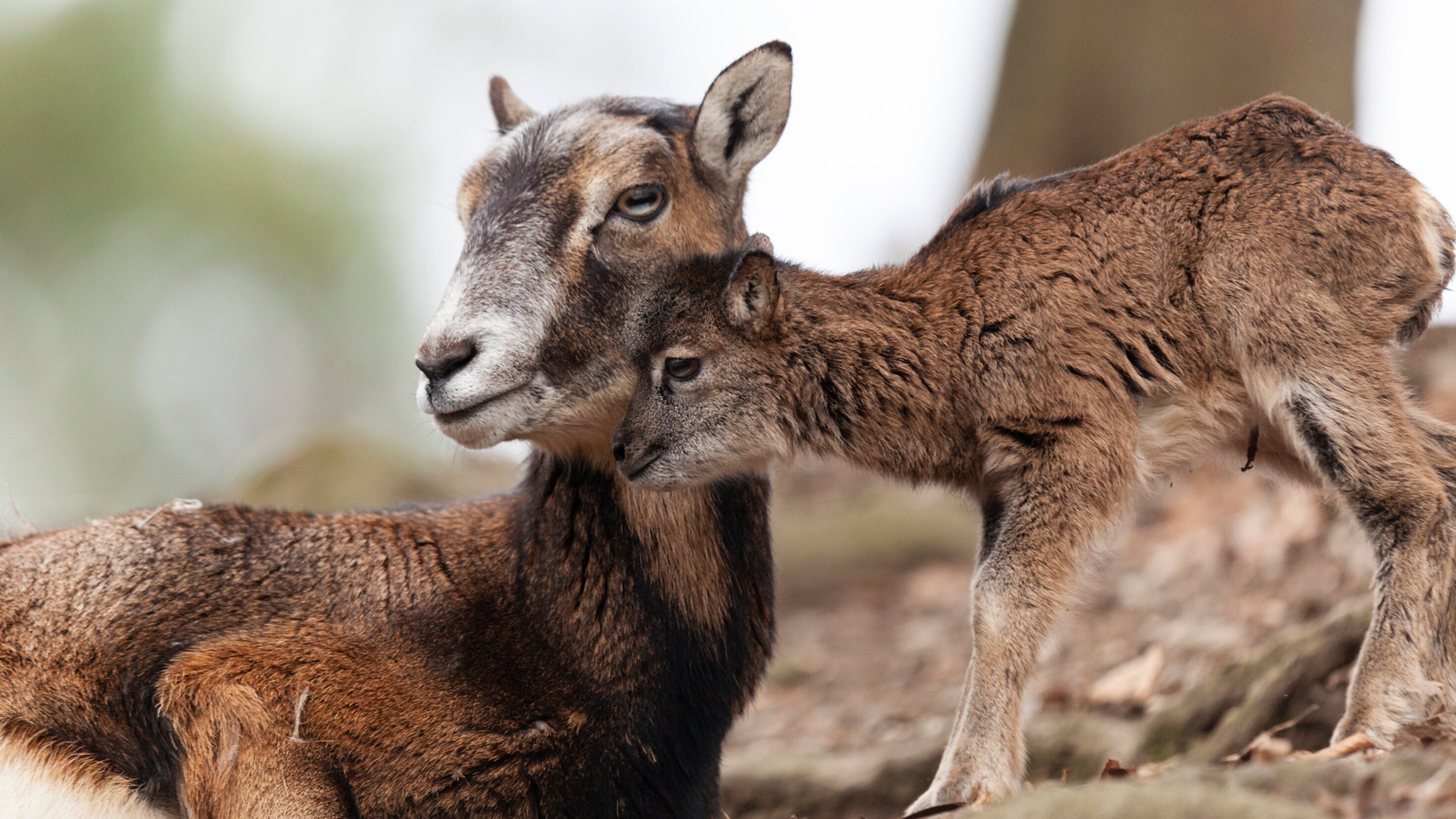 Korsika – Wildnis zwischen Bergen und Meer