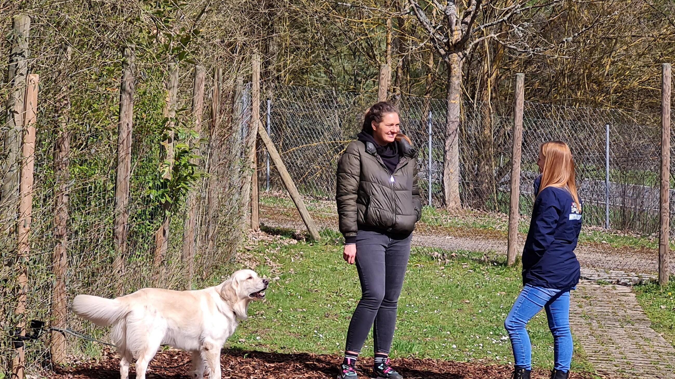 Der Hundeprofi – Rütters Team