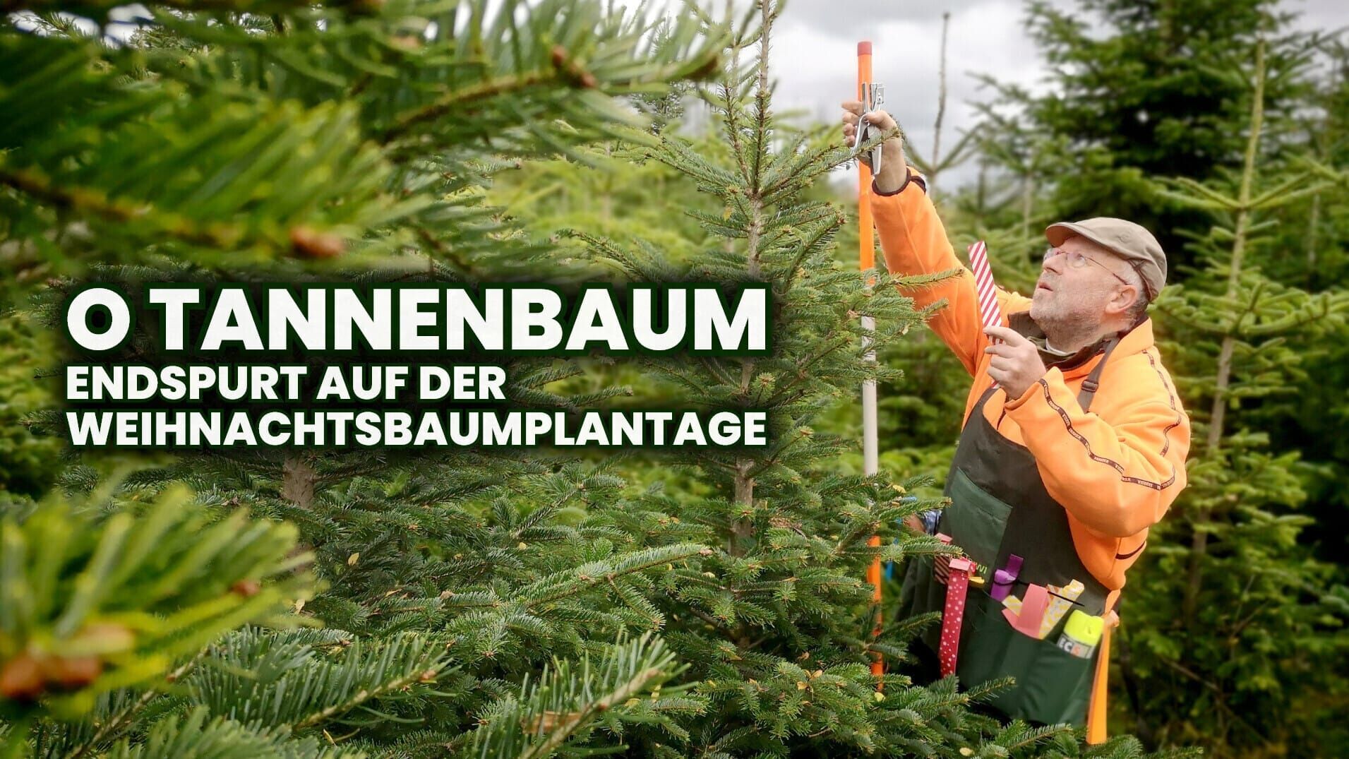 O Tannenbaum