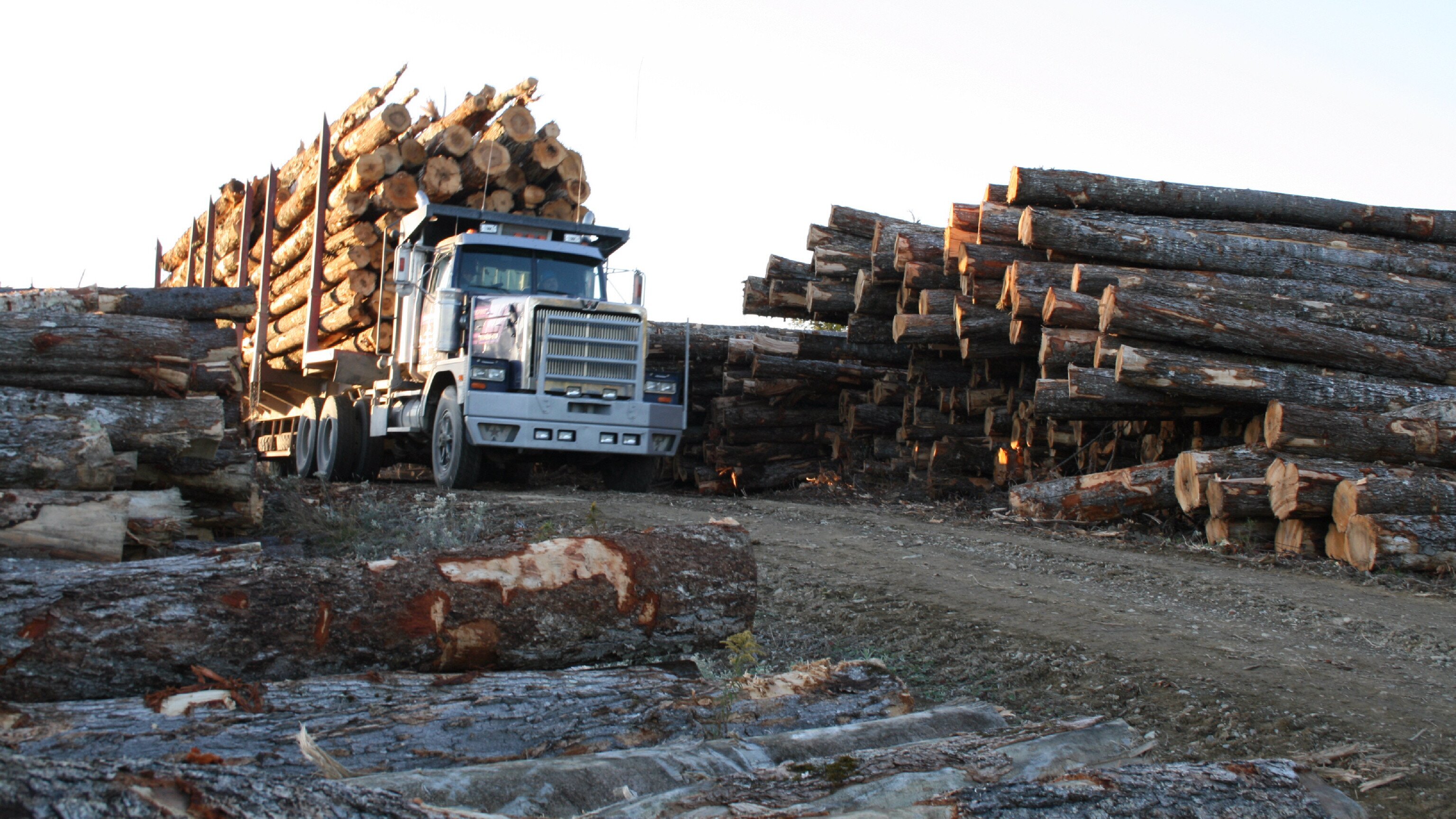 Holzfäller extrem