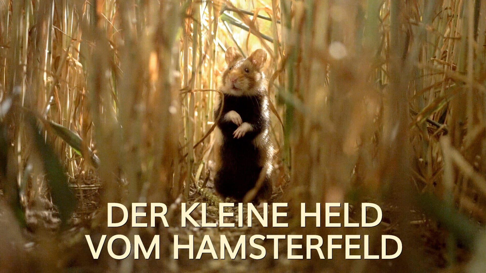 Der kleine Held vom Hamsterfeld