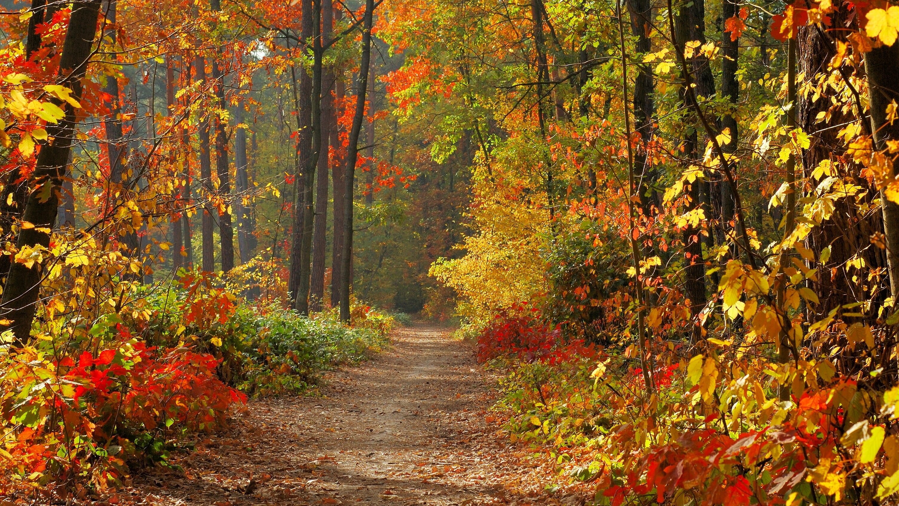 Herbstschlag