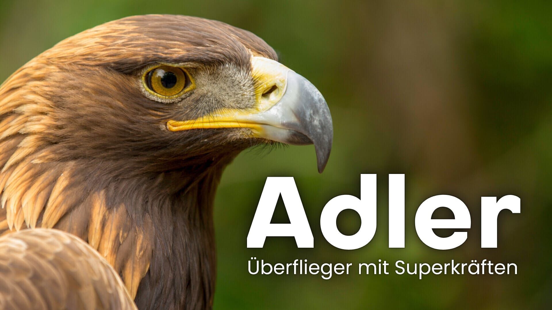 Adler – Überflieger mit Superkräften