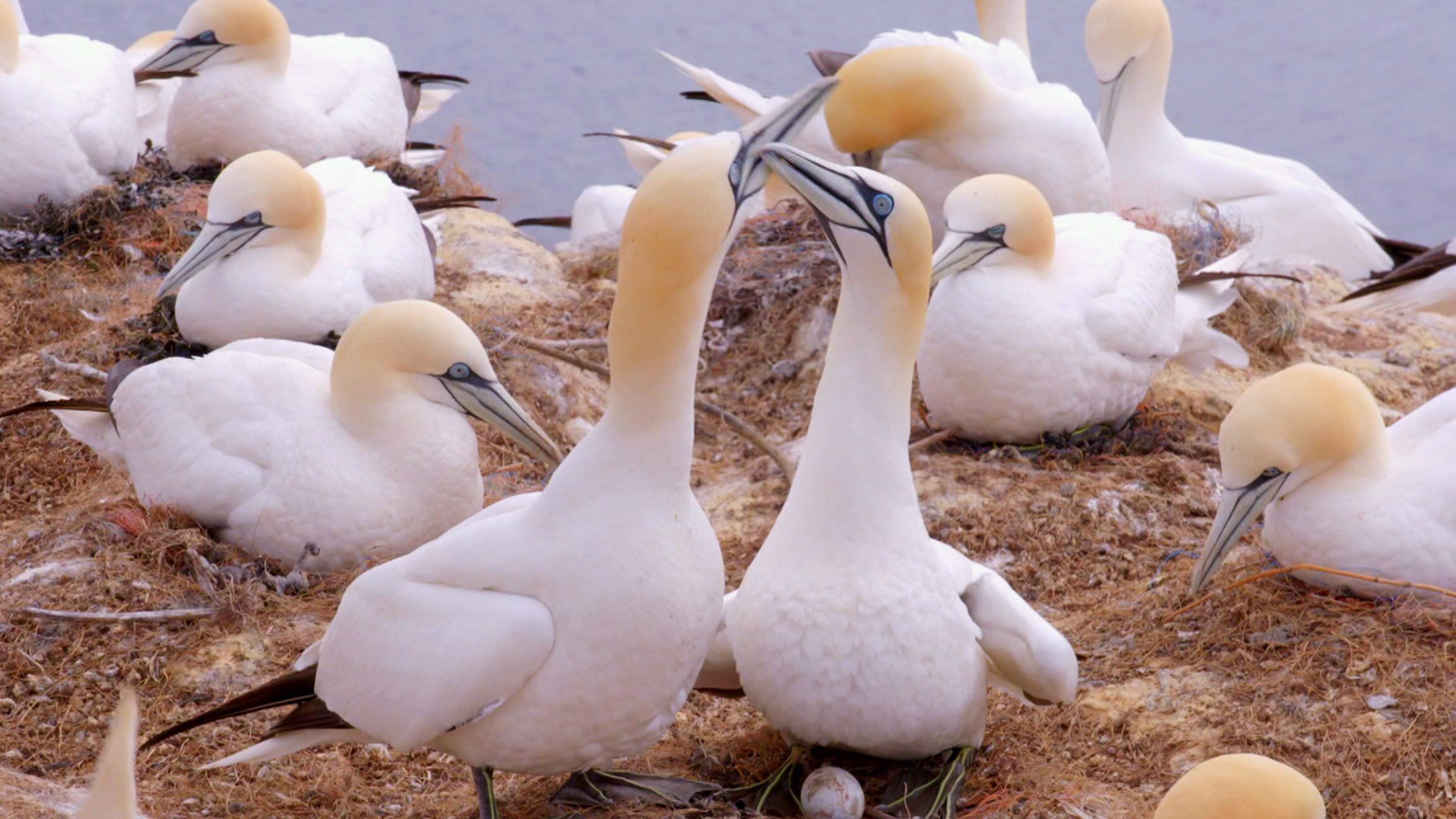 Vögel