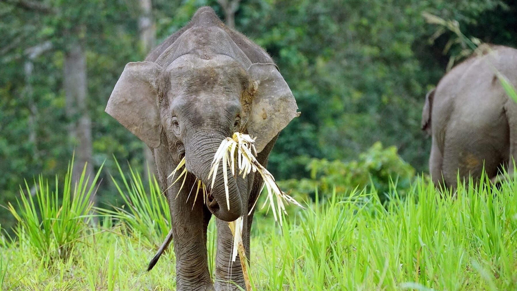 Geheimnisse Asiens – Die schönsten Nationalparks