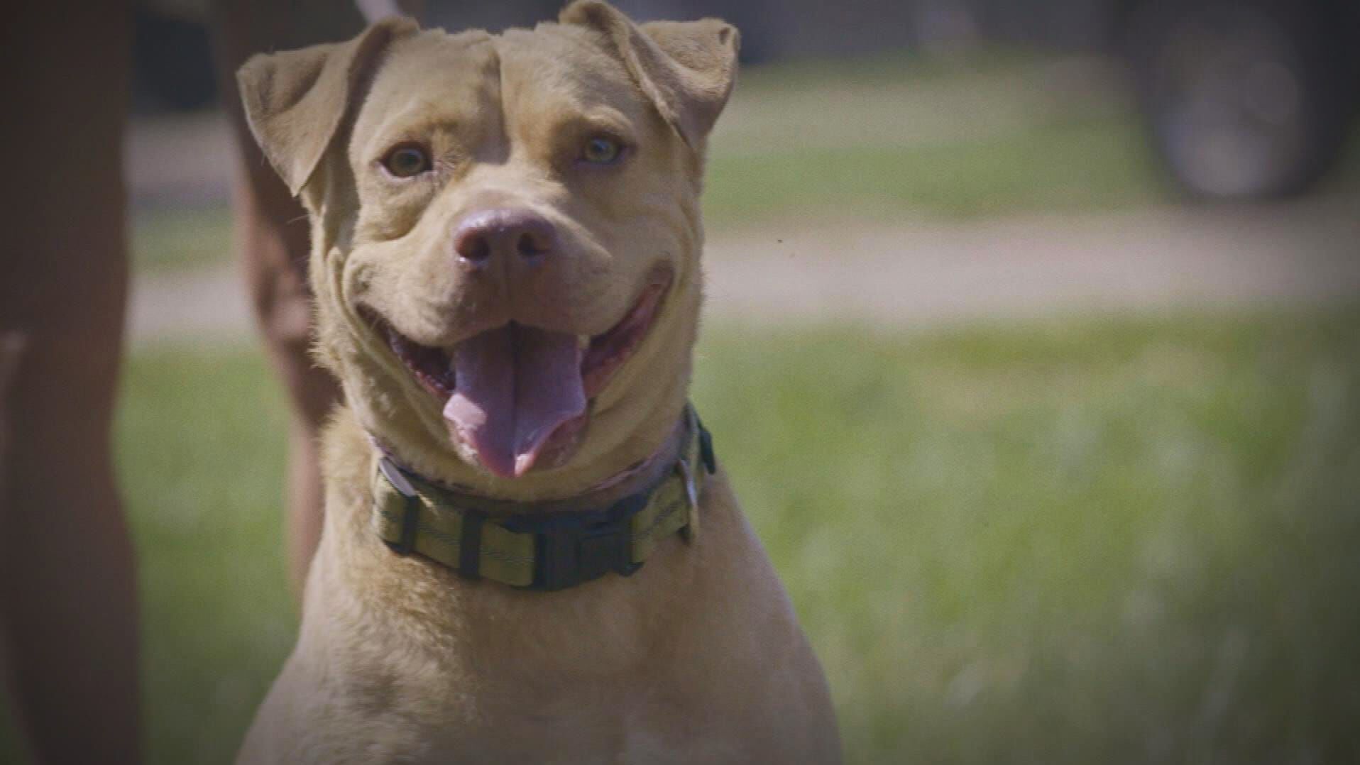 Pitbulls auf Bewährung