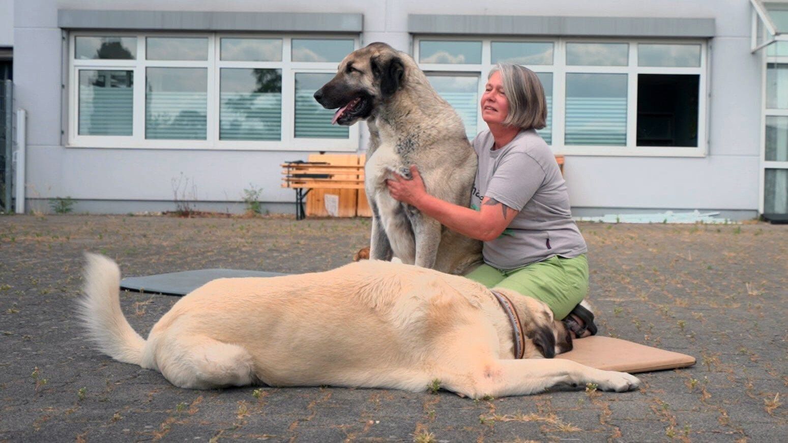 Die großen Hunde – Mit Martin Rütter