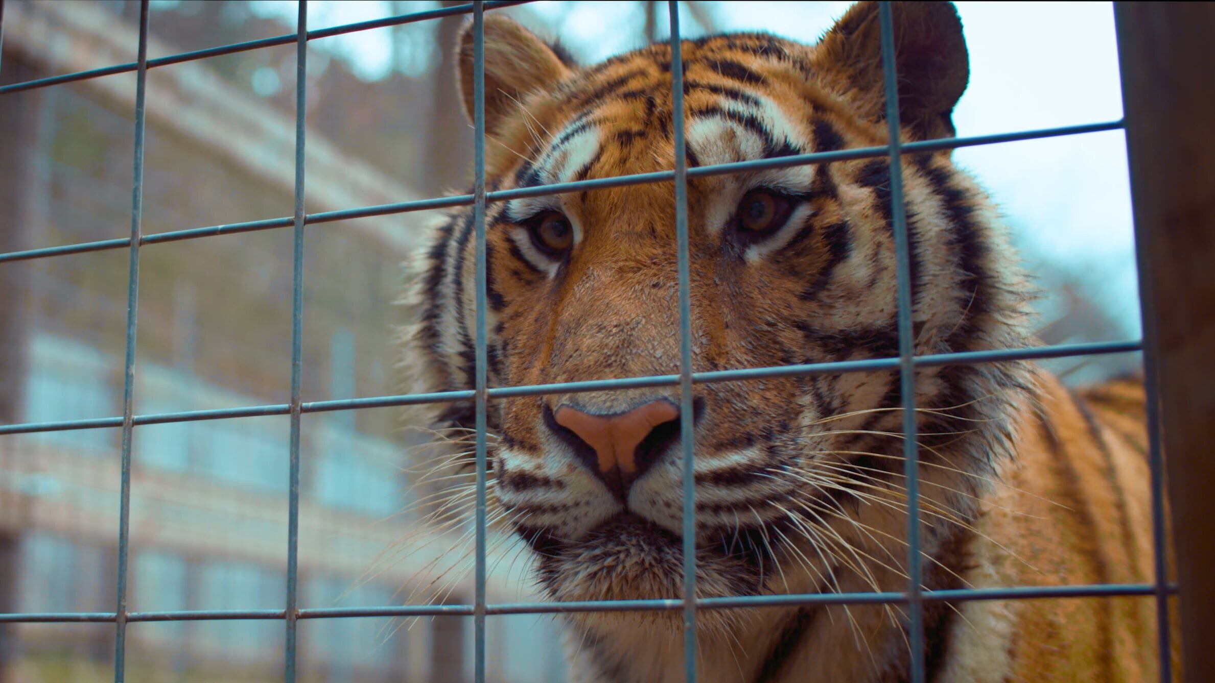 Tiger im Garten – Tierschutz-Fake in den USA